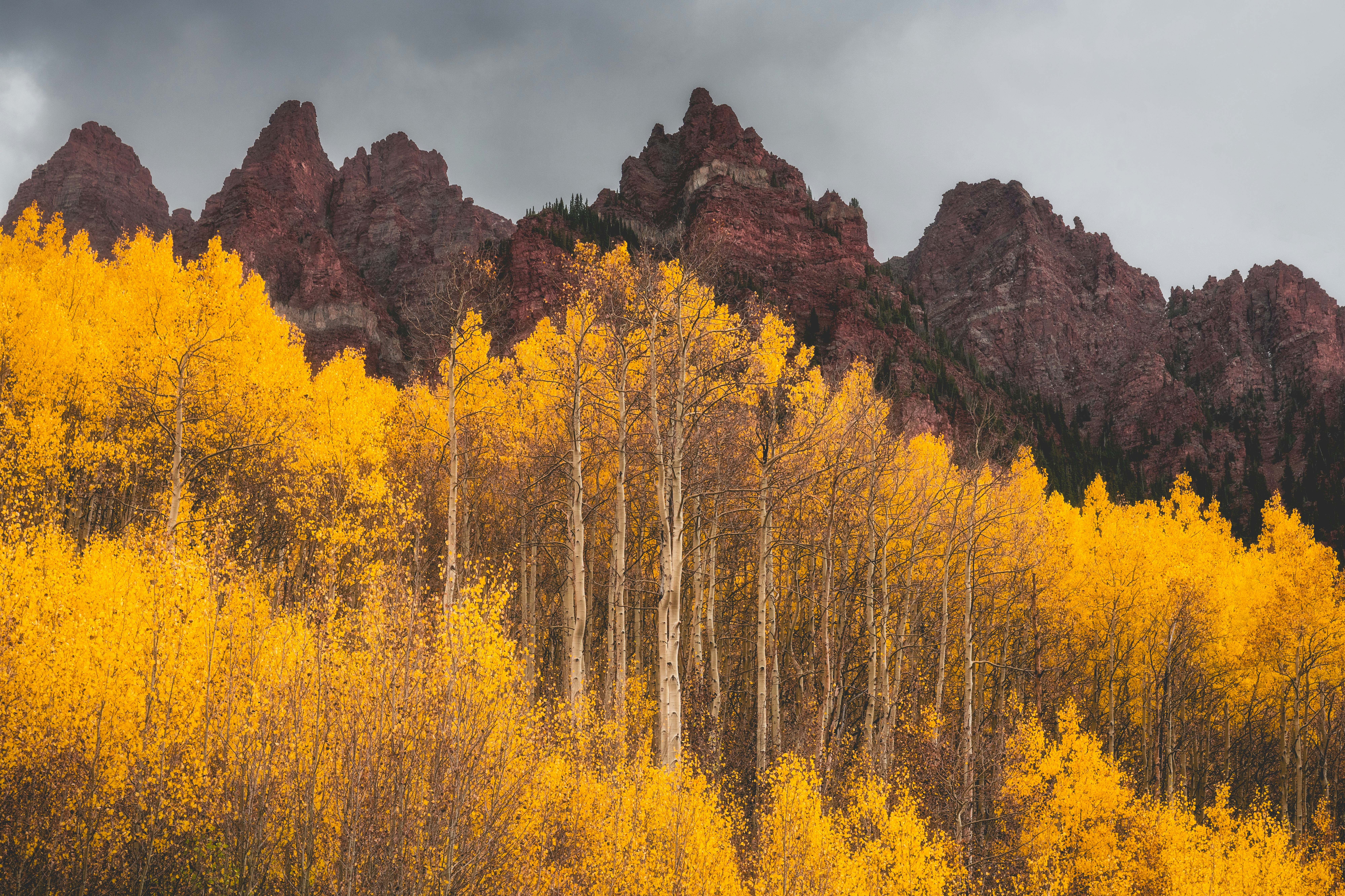 Golden aspen trees in front of rocky mountains