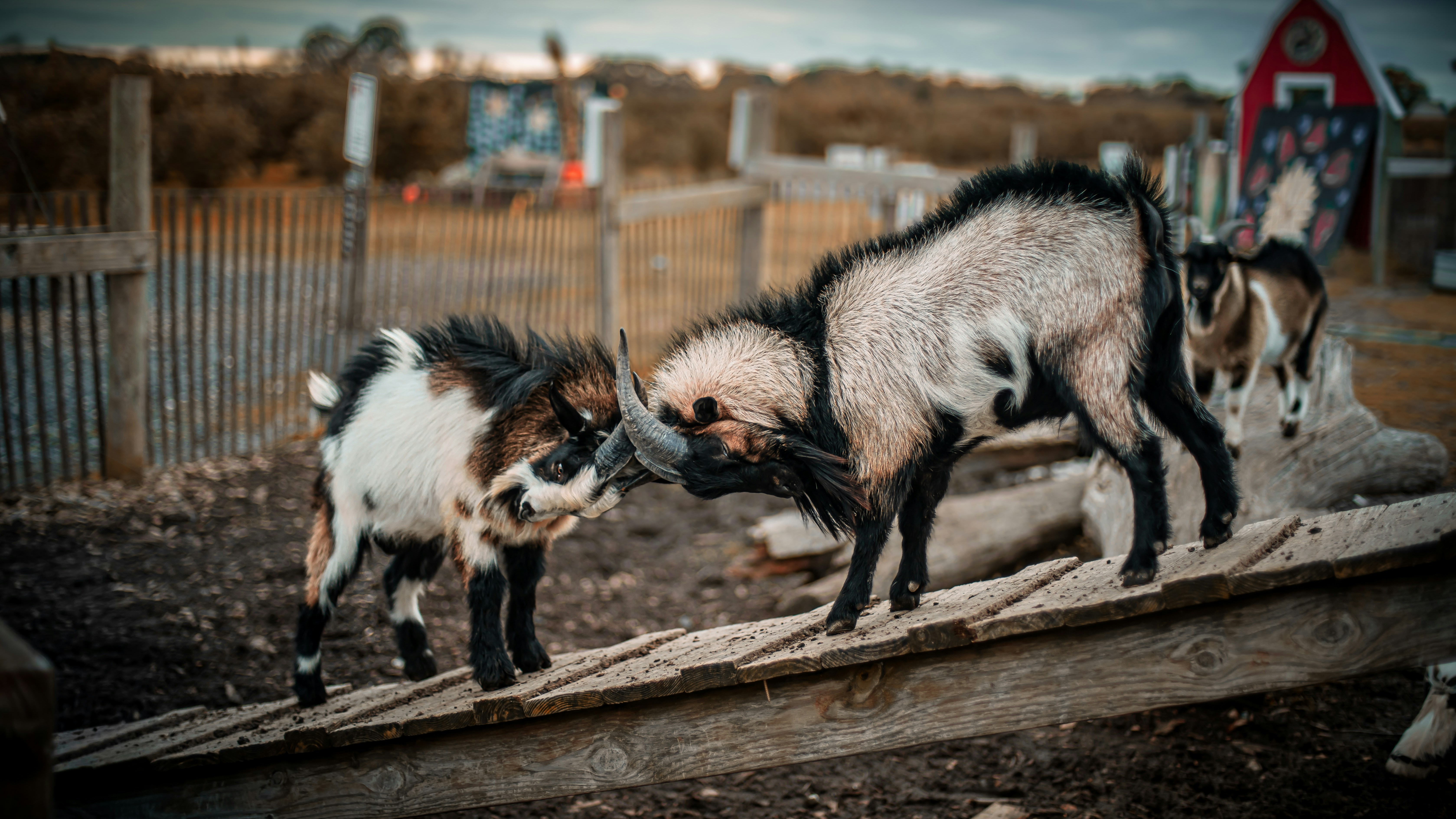 Two goats playfully butting heads on a ramp.