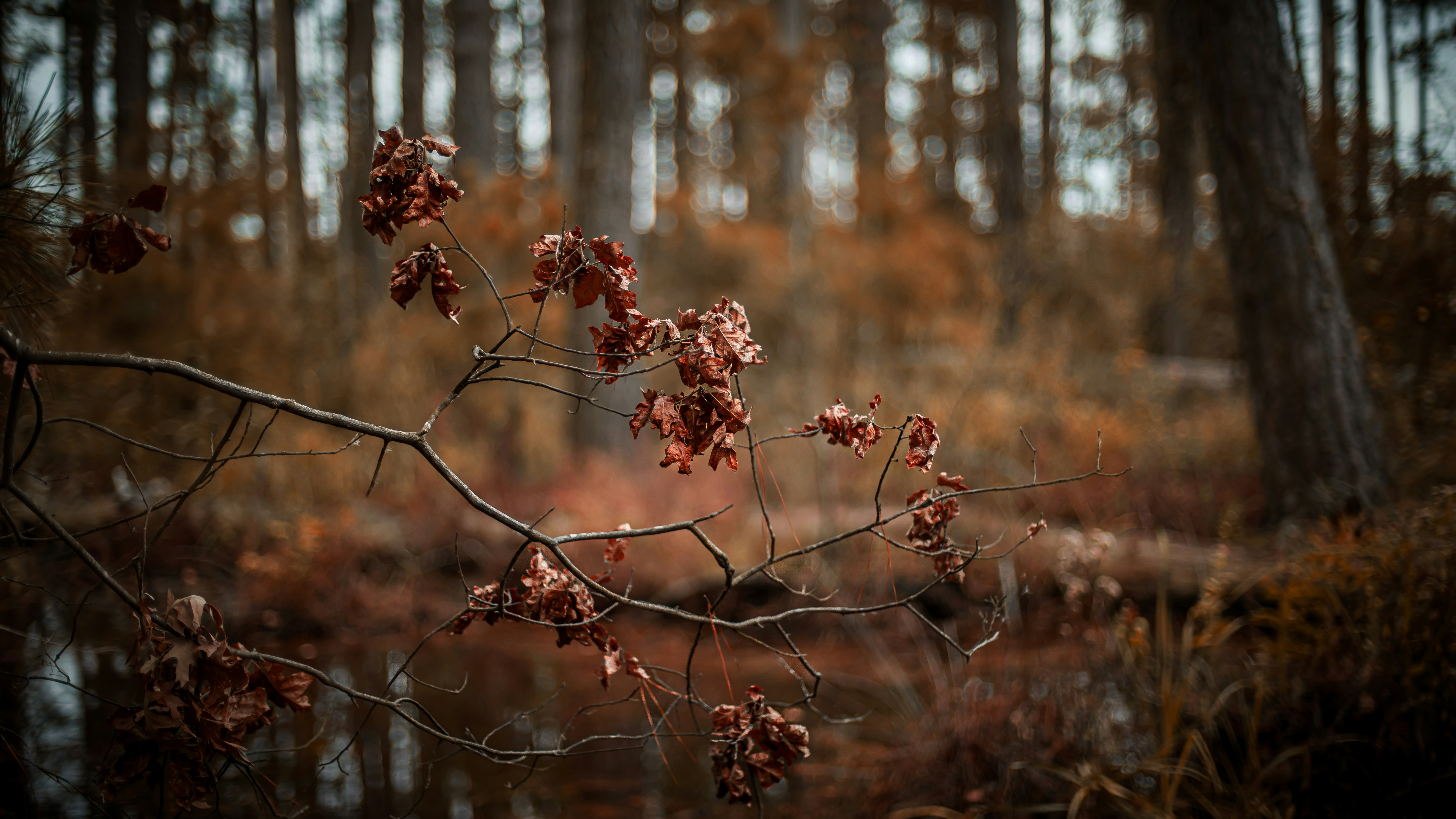 Photo by vikraw