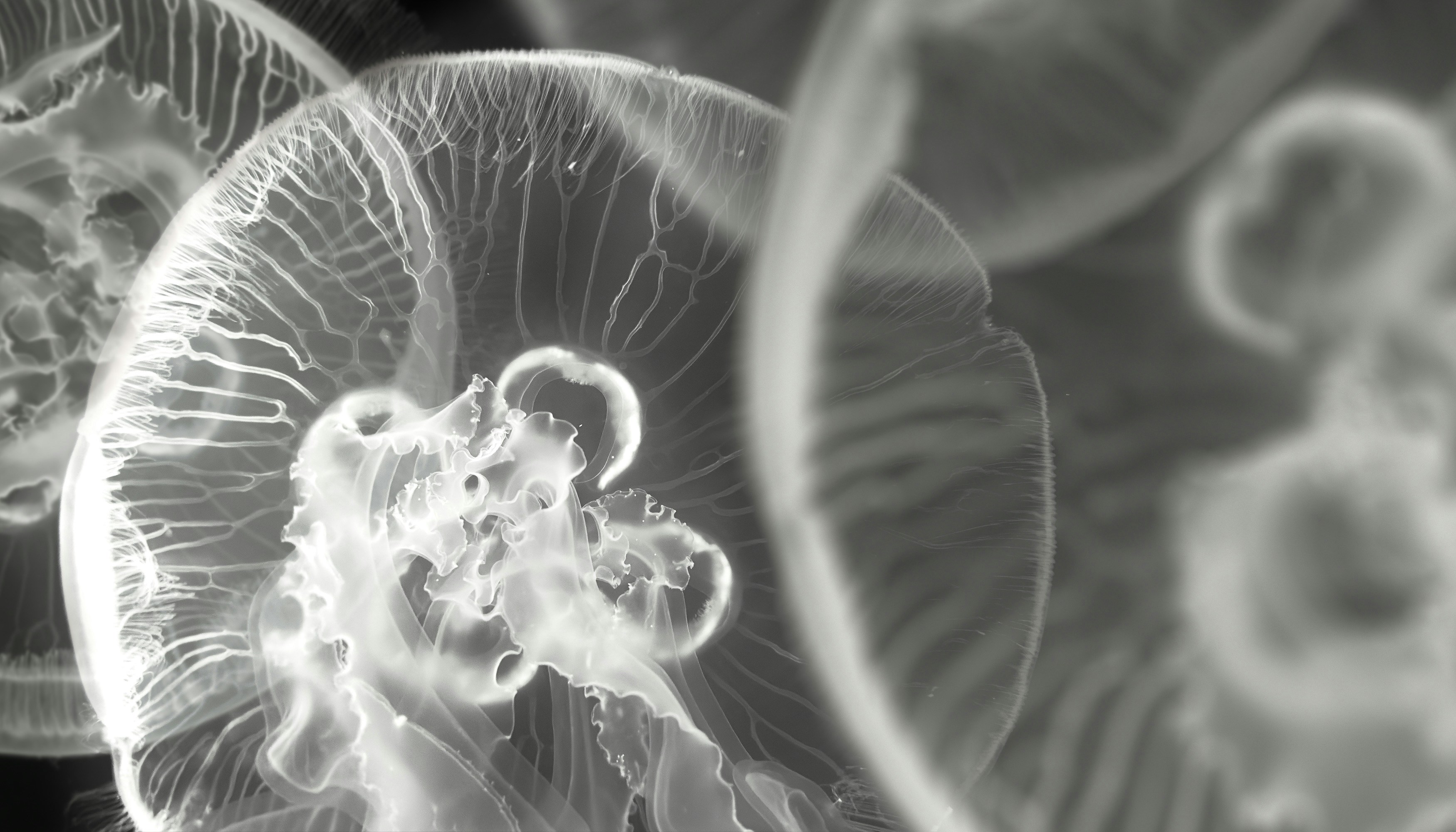 Planmeca Romexis Viewer Free Digital Radiography and Imaging