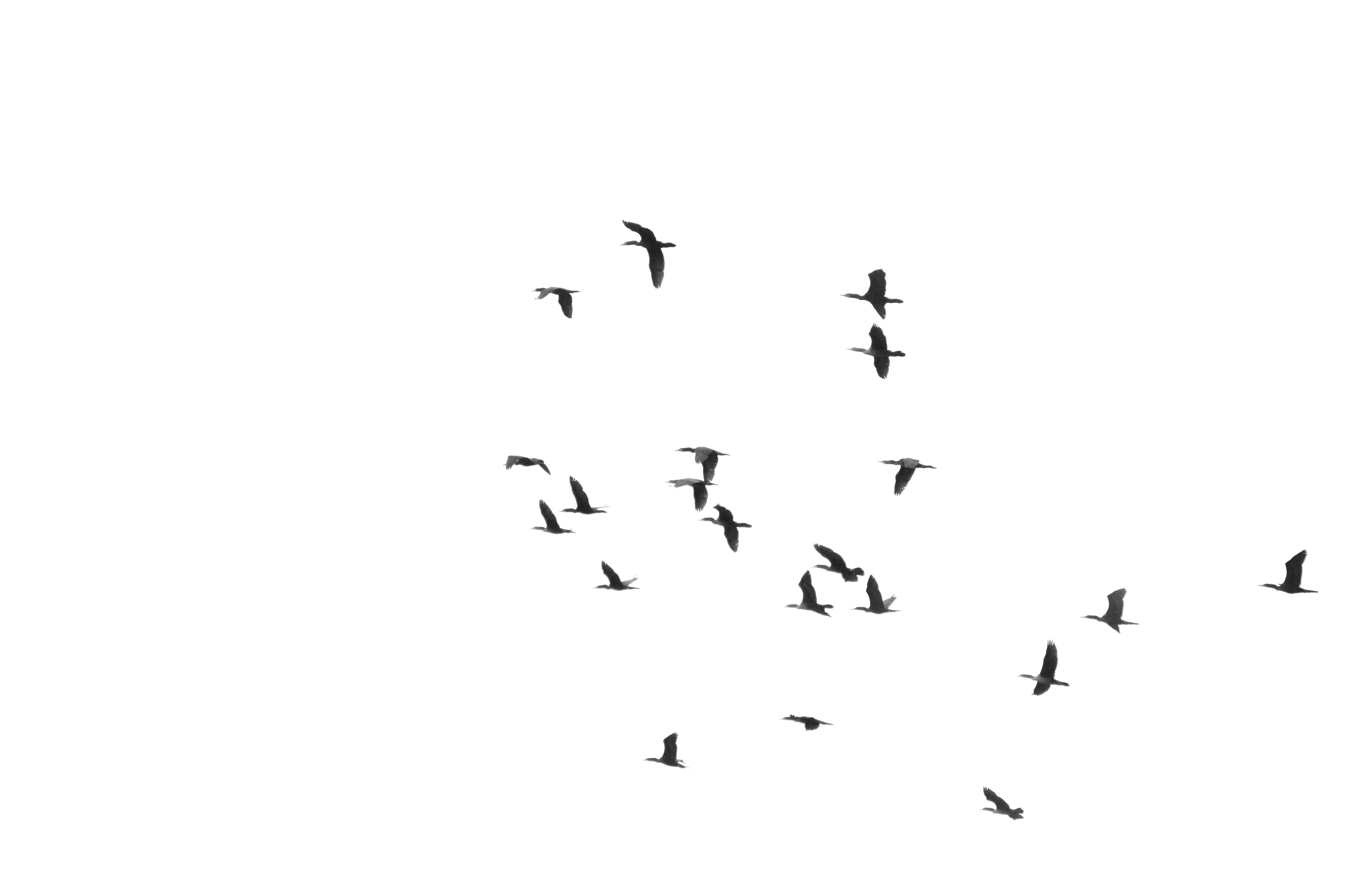 Une volée d’oiseaux volant sur un fond blanc - Photo gratuite sur Unsplash