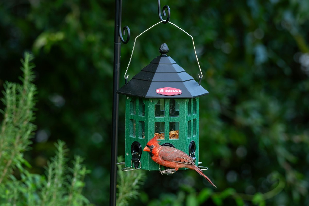Cardinal eating from a green platform bird feeder