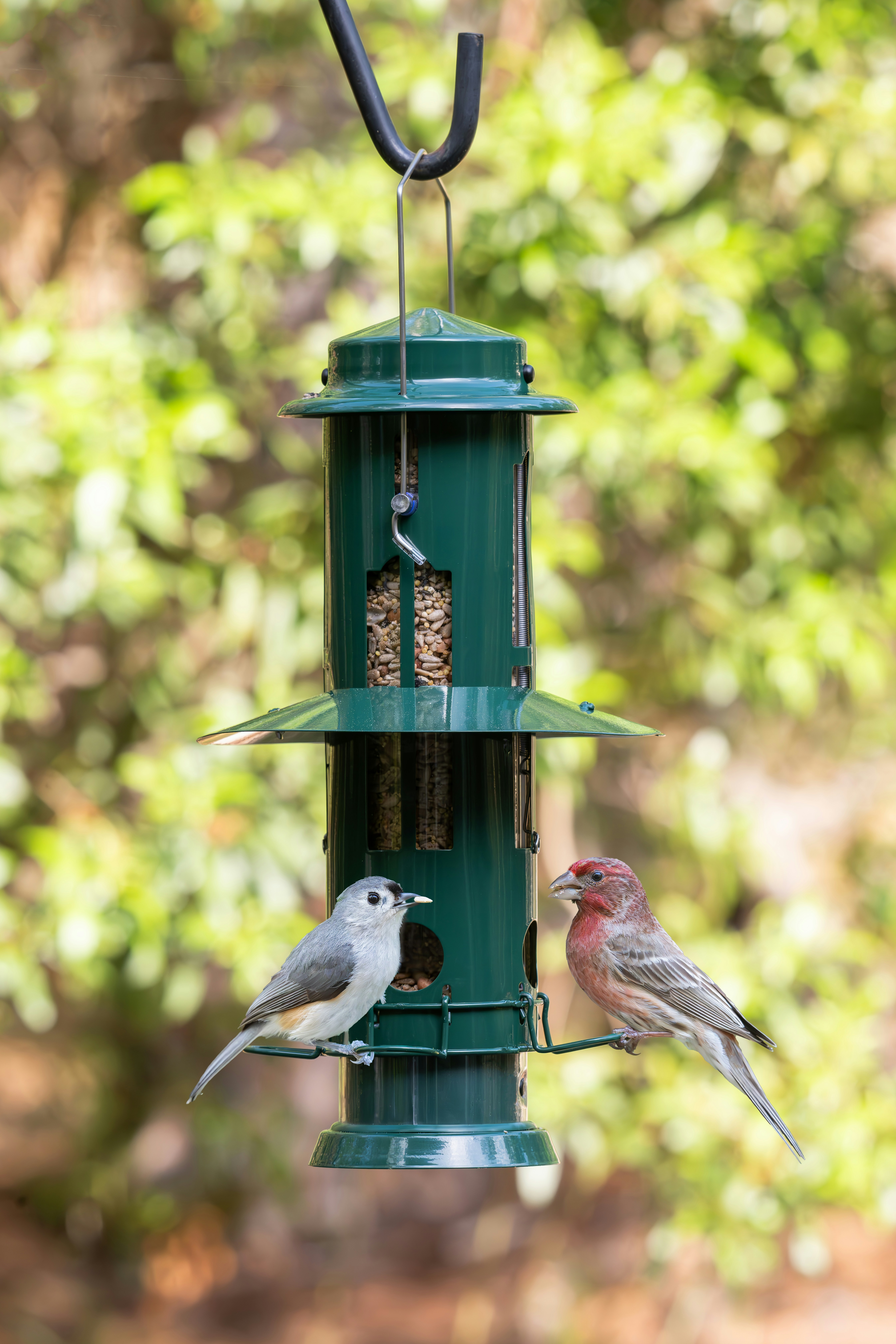 10 Backyard Bird Watching Tips for Spotting Birds Active in Rain