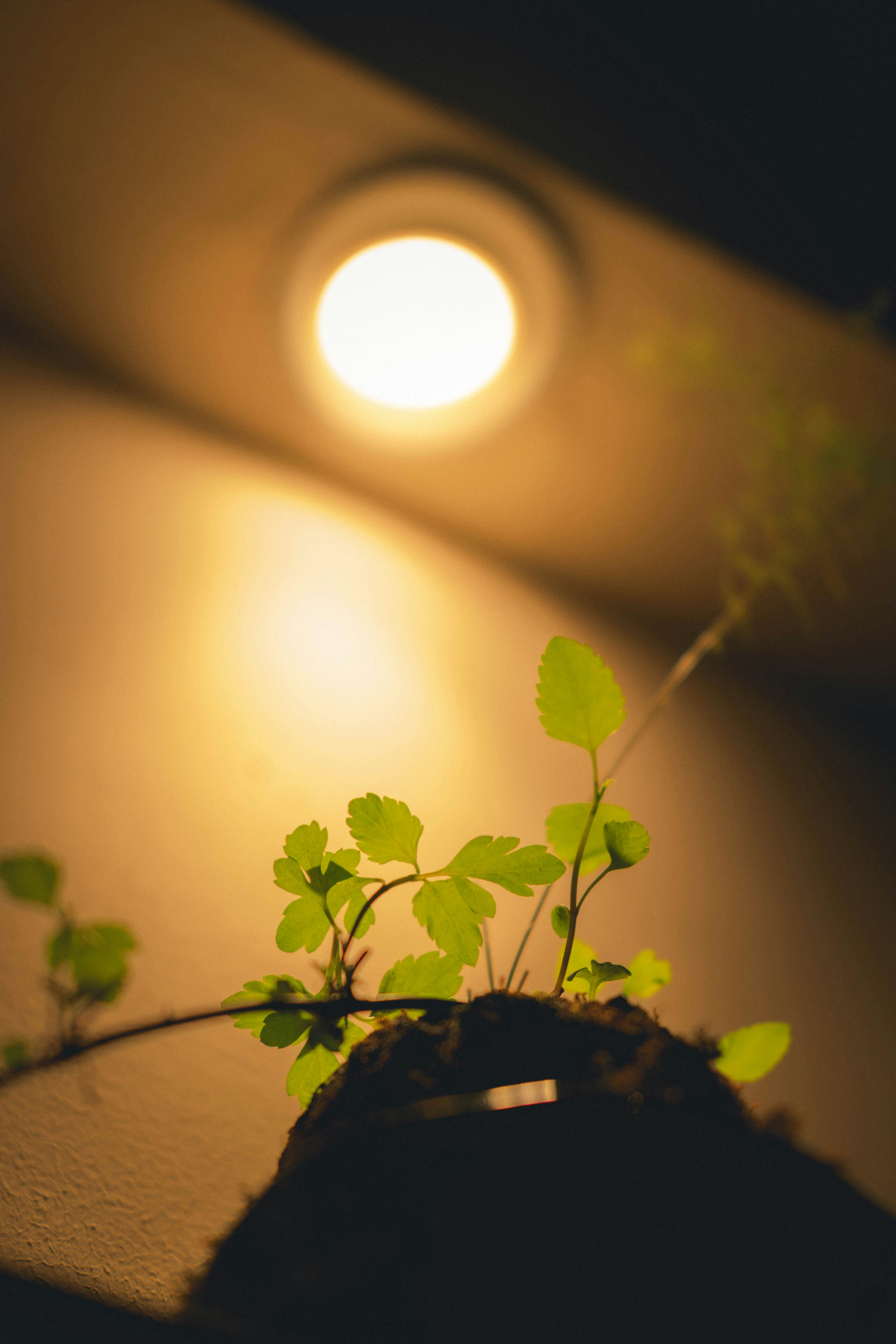 Kitchen Herb Garden: How Proper Lighting and Watering Lead to Reliable Harvests