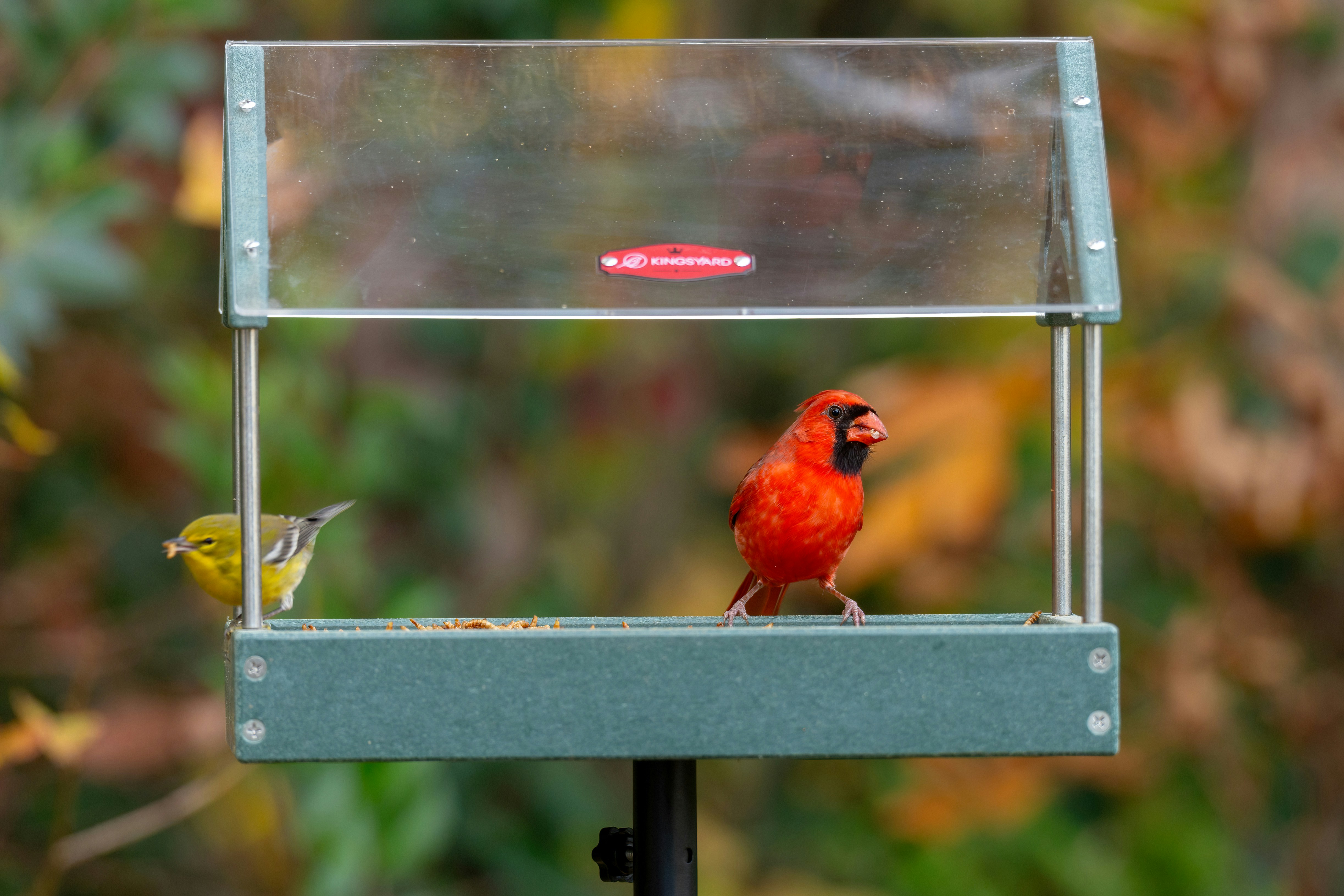 6 Backyard Bird Watching Tips for Noticing Migration Signs in Rain