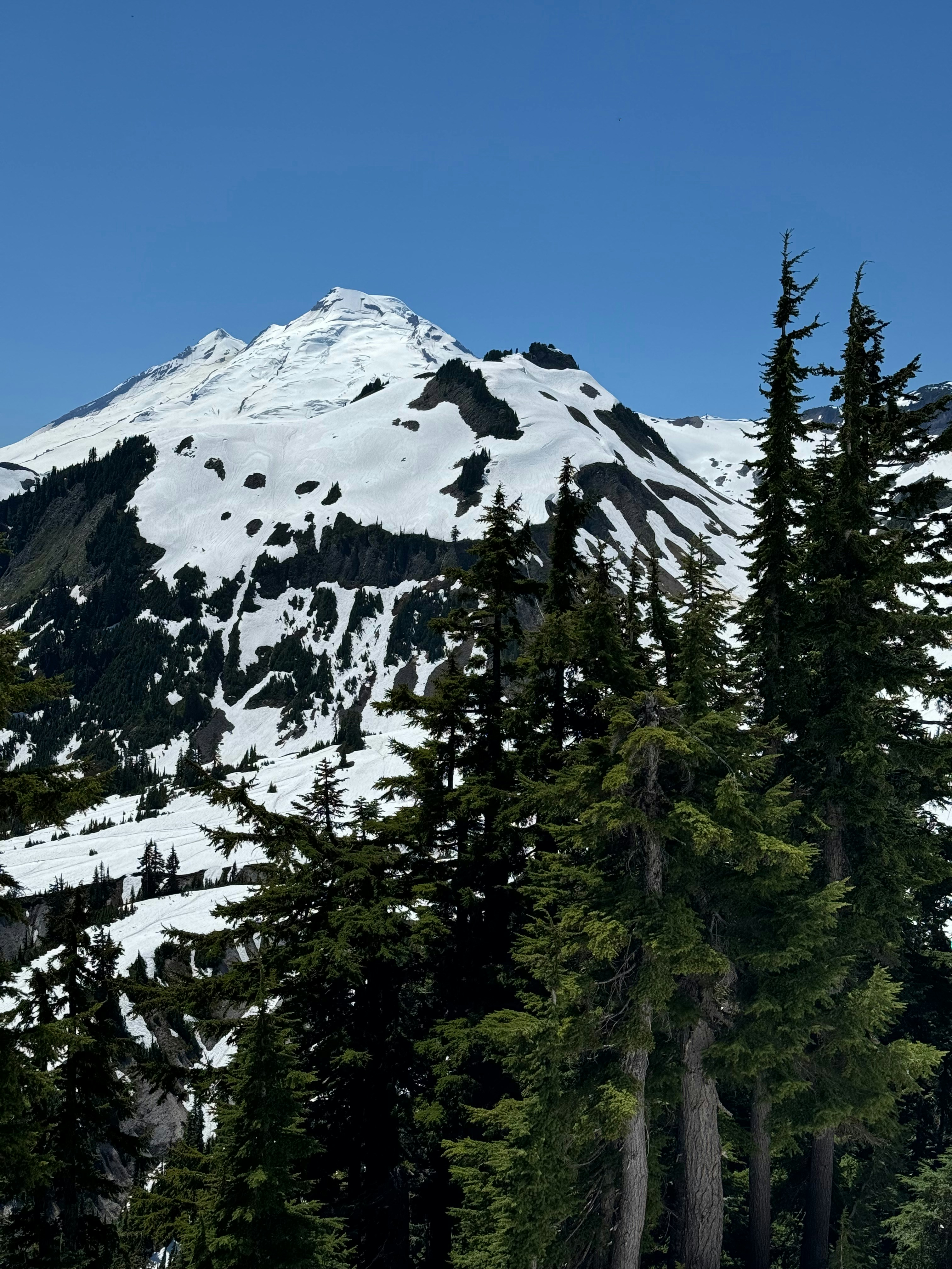 Snow-capped mountain peak with evergreen trees in foreground.