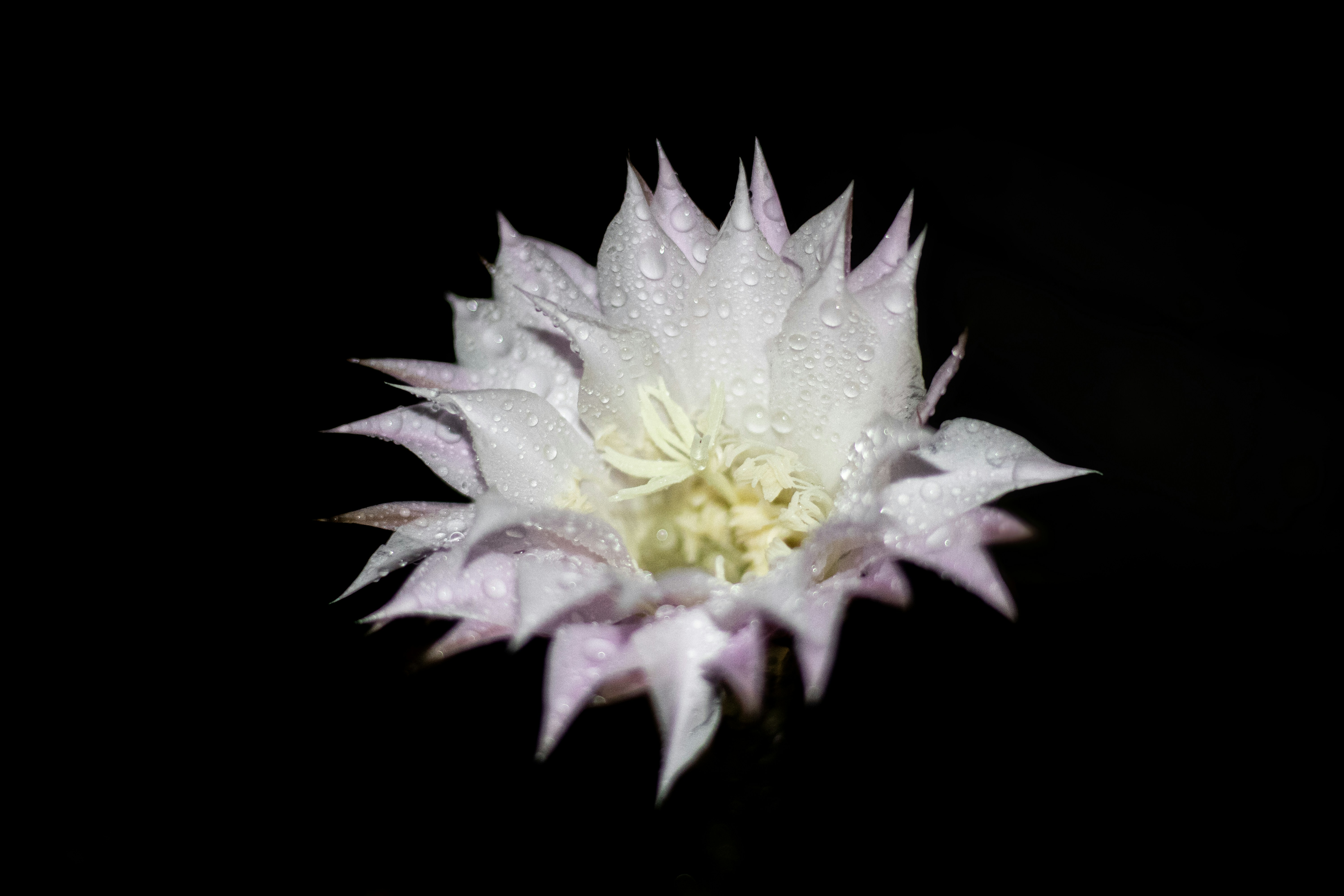 Photo by danielicordeiro