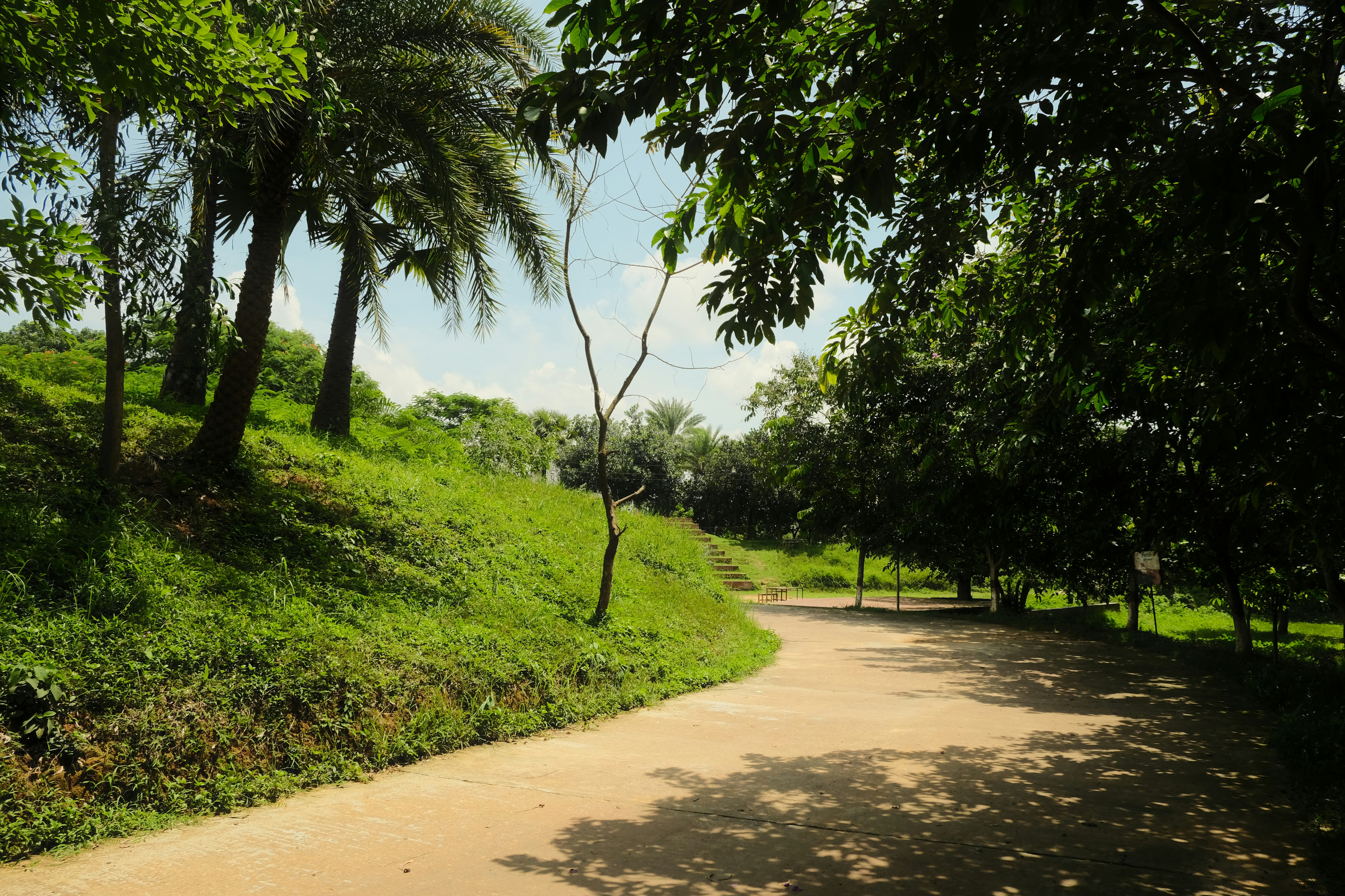 A dirt path winds through a lush green park.
