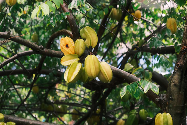 Golden starfruit carambola sliced into star shapes