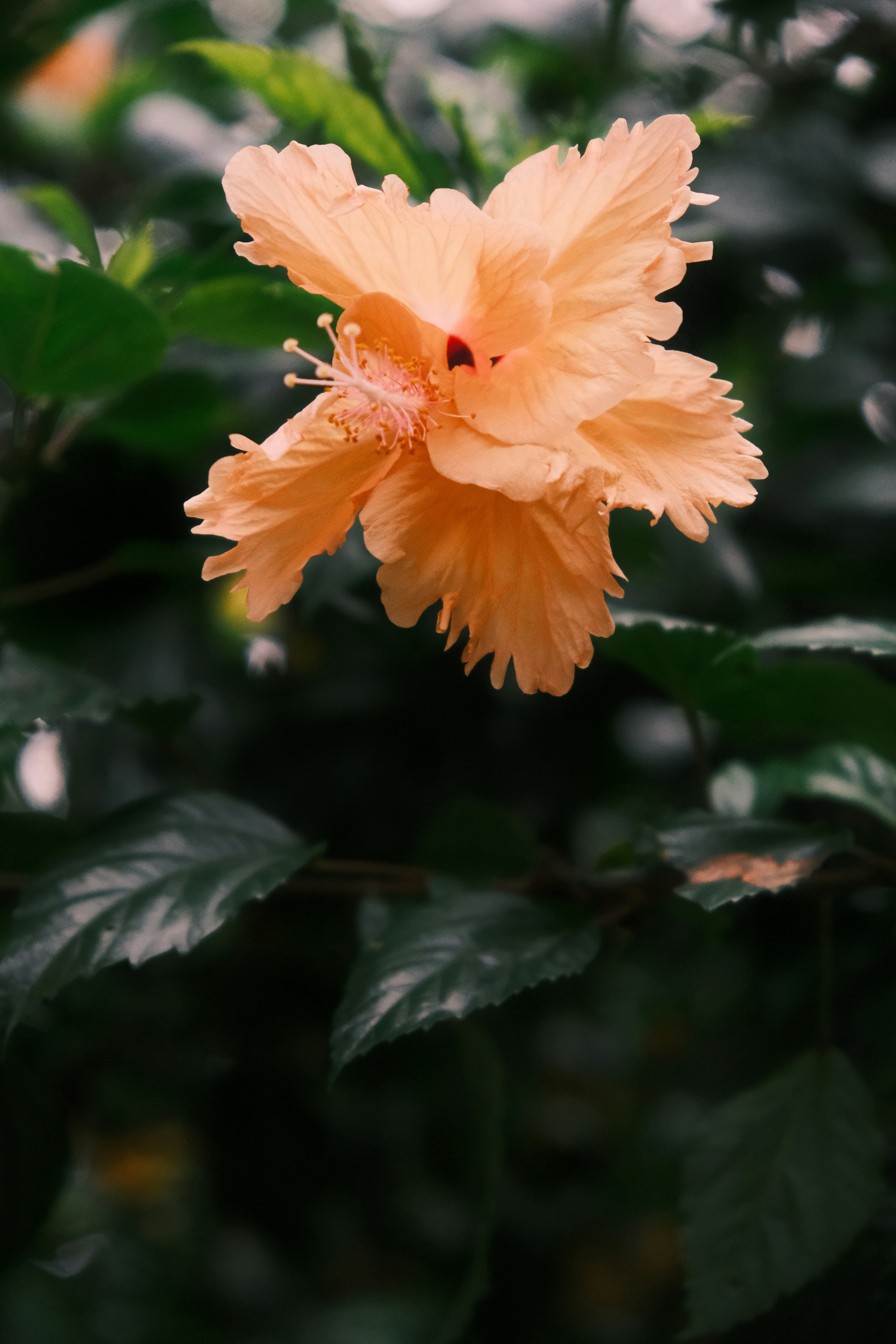 A delicate peach hibiscus flower blooms against dark leaves.