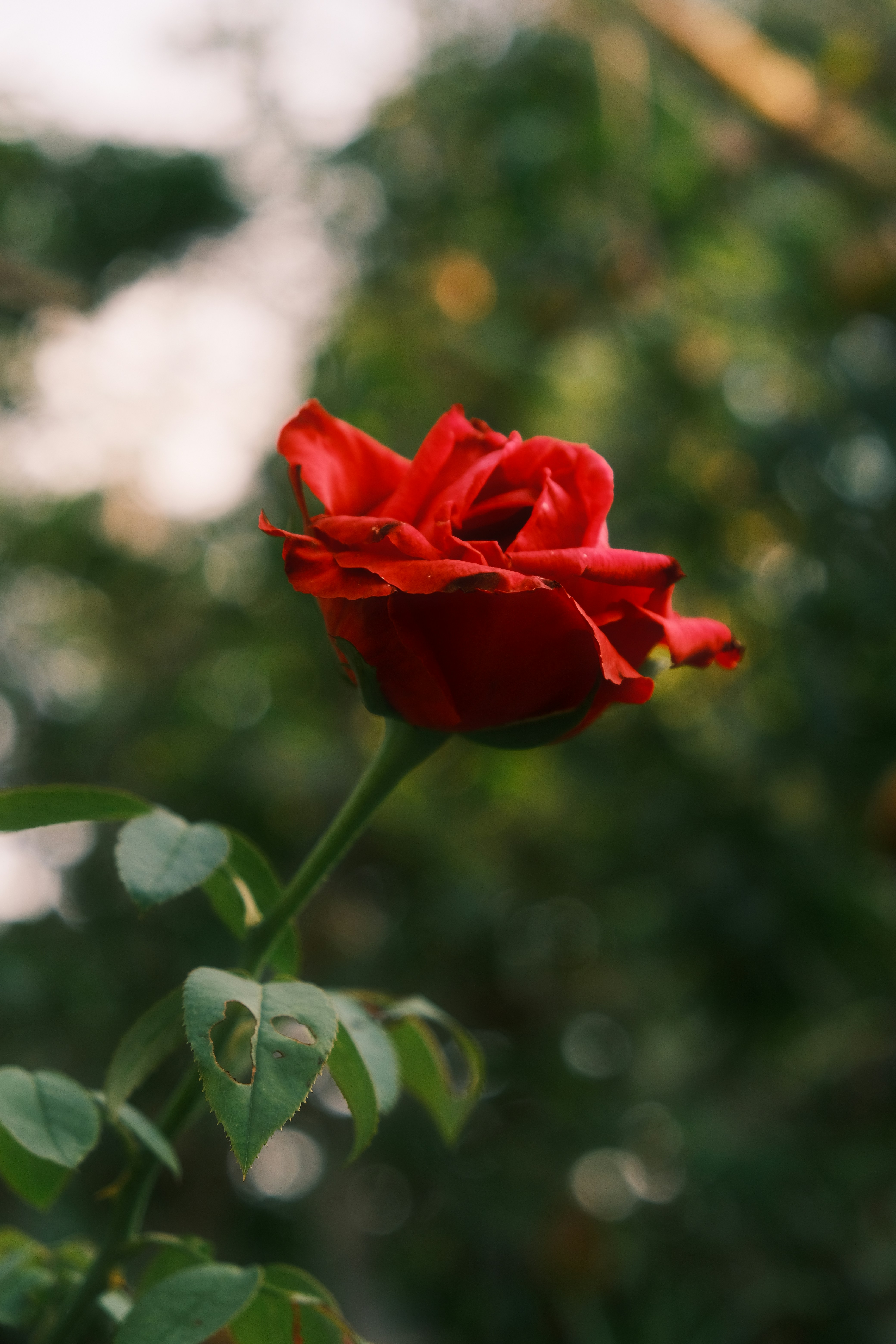 Photo by pervezrobin