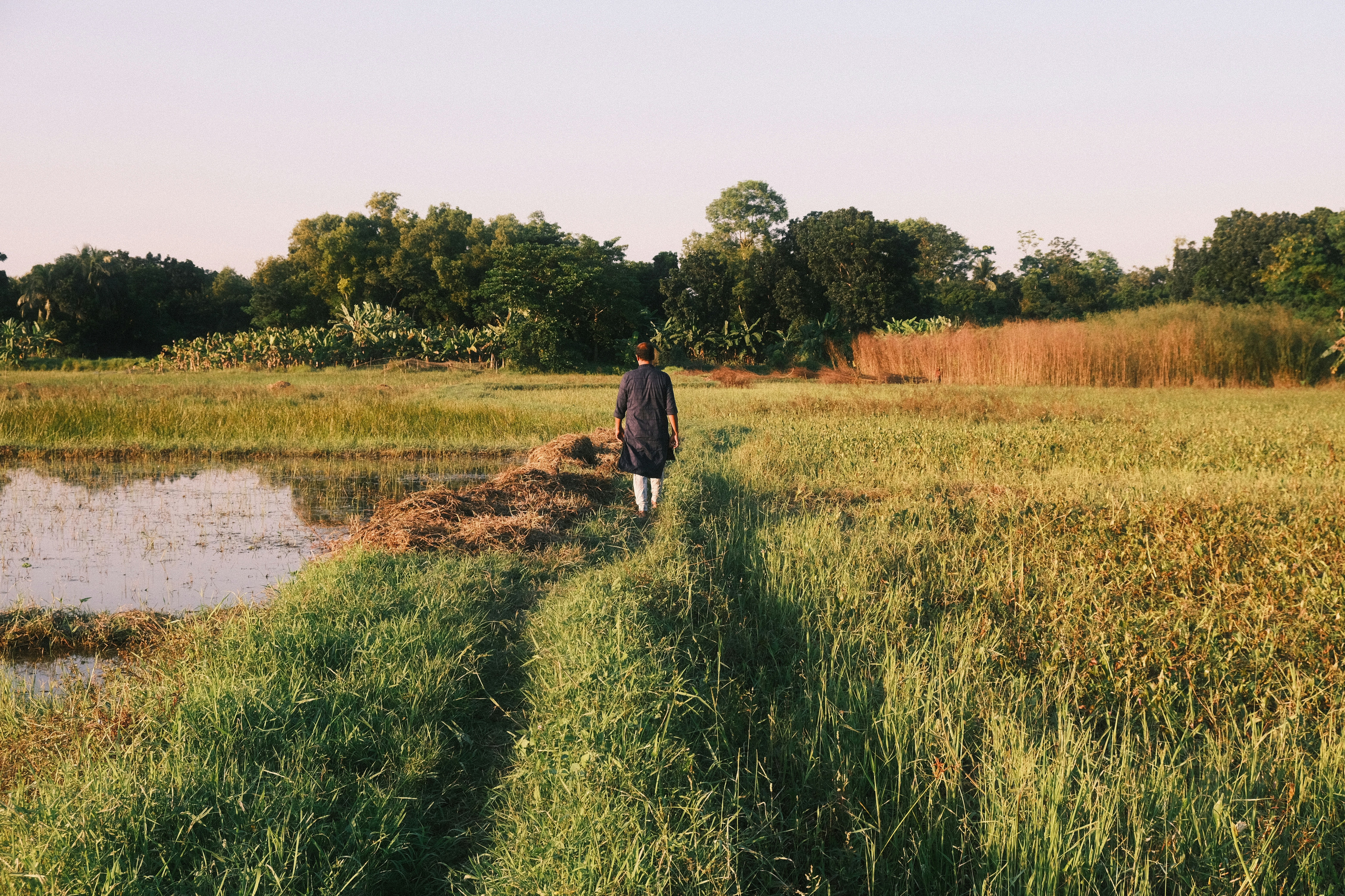 A person walks through a grassy field at sunset.
