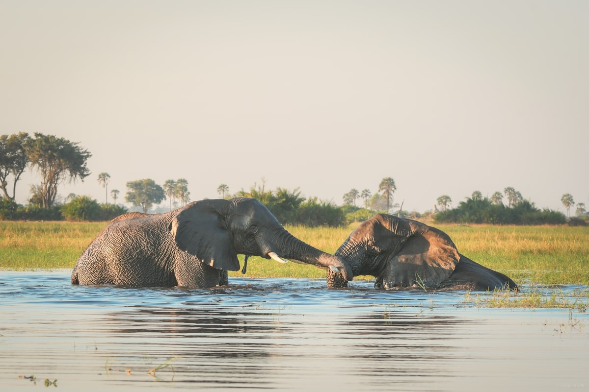 Moremi Game Reserve