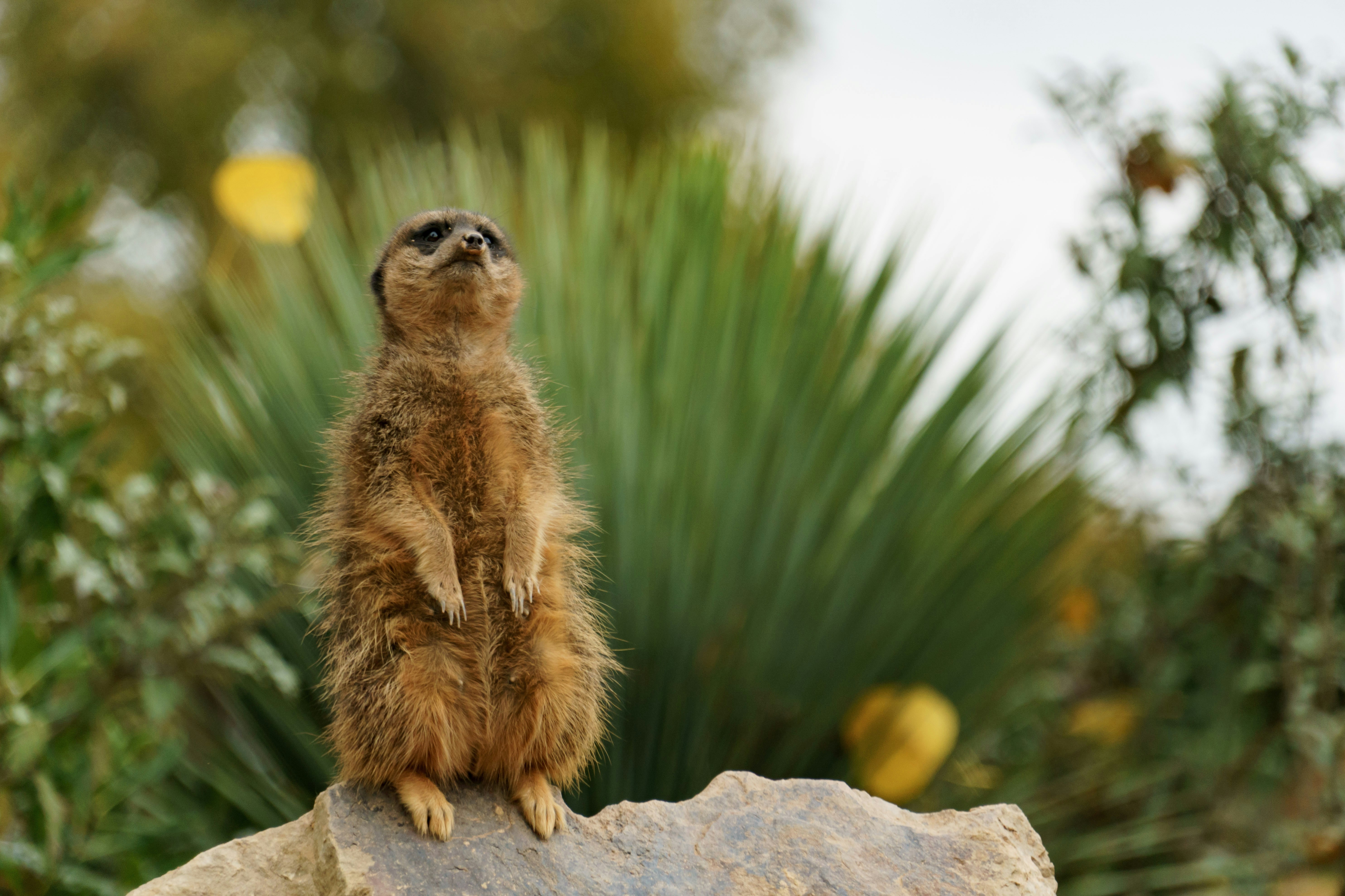 A meerkat stands alert on a rock.