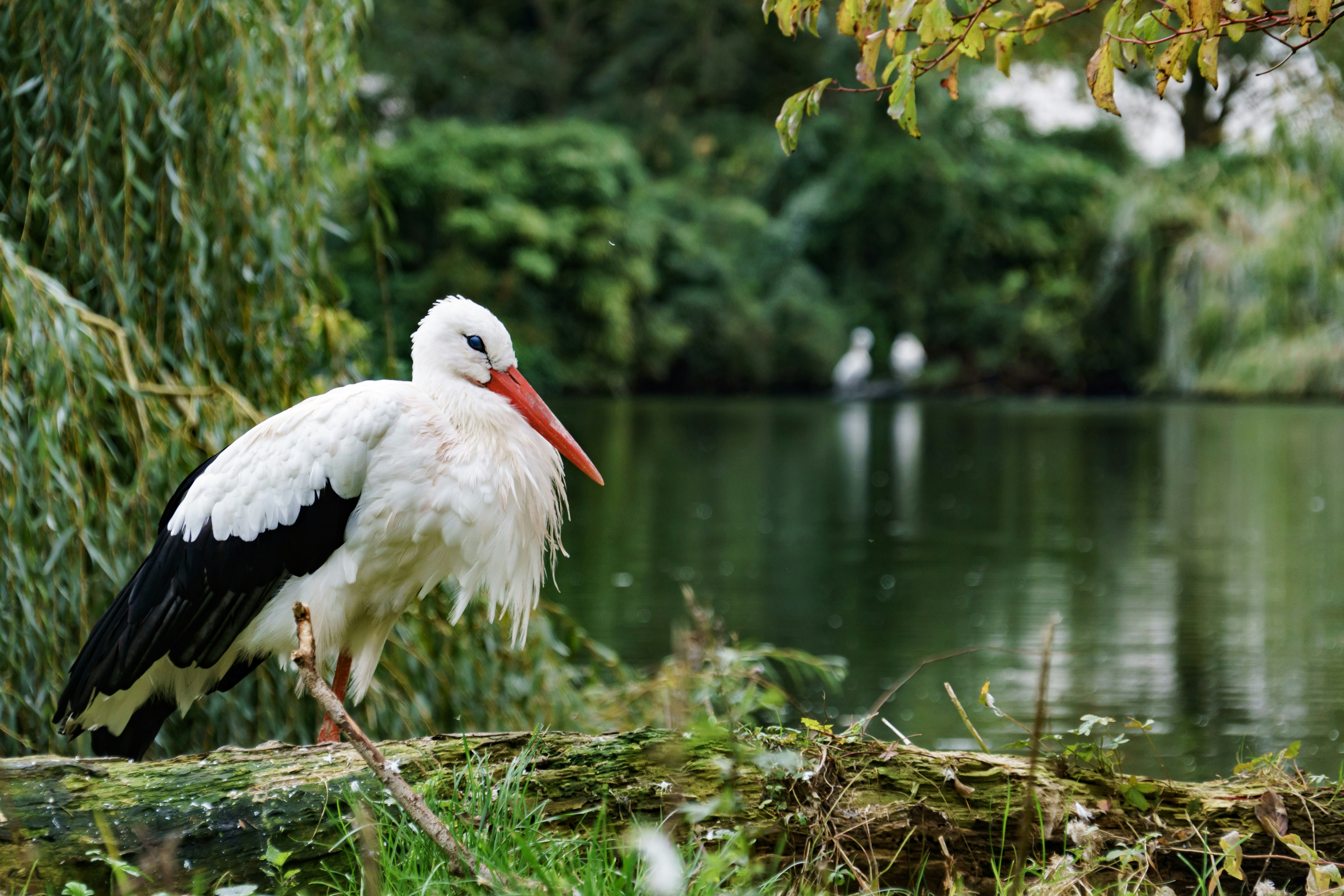 A white stork stands by a calm lake.