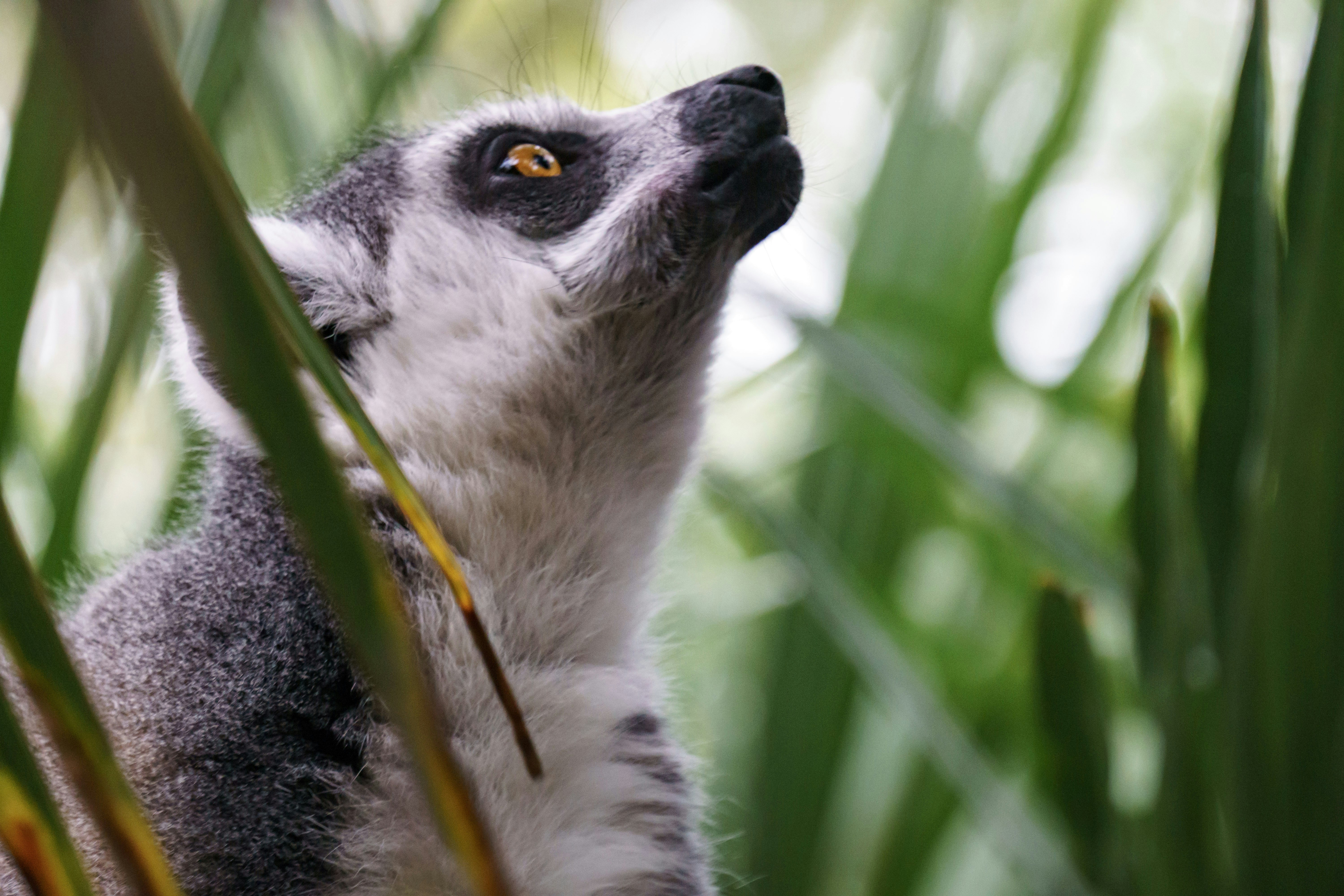 Ring-tailed lemur looking up through green foliage.