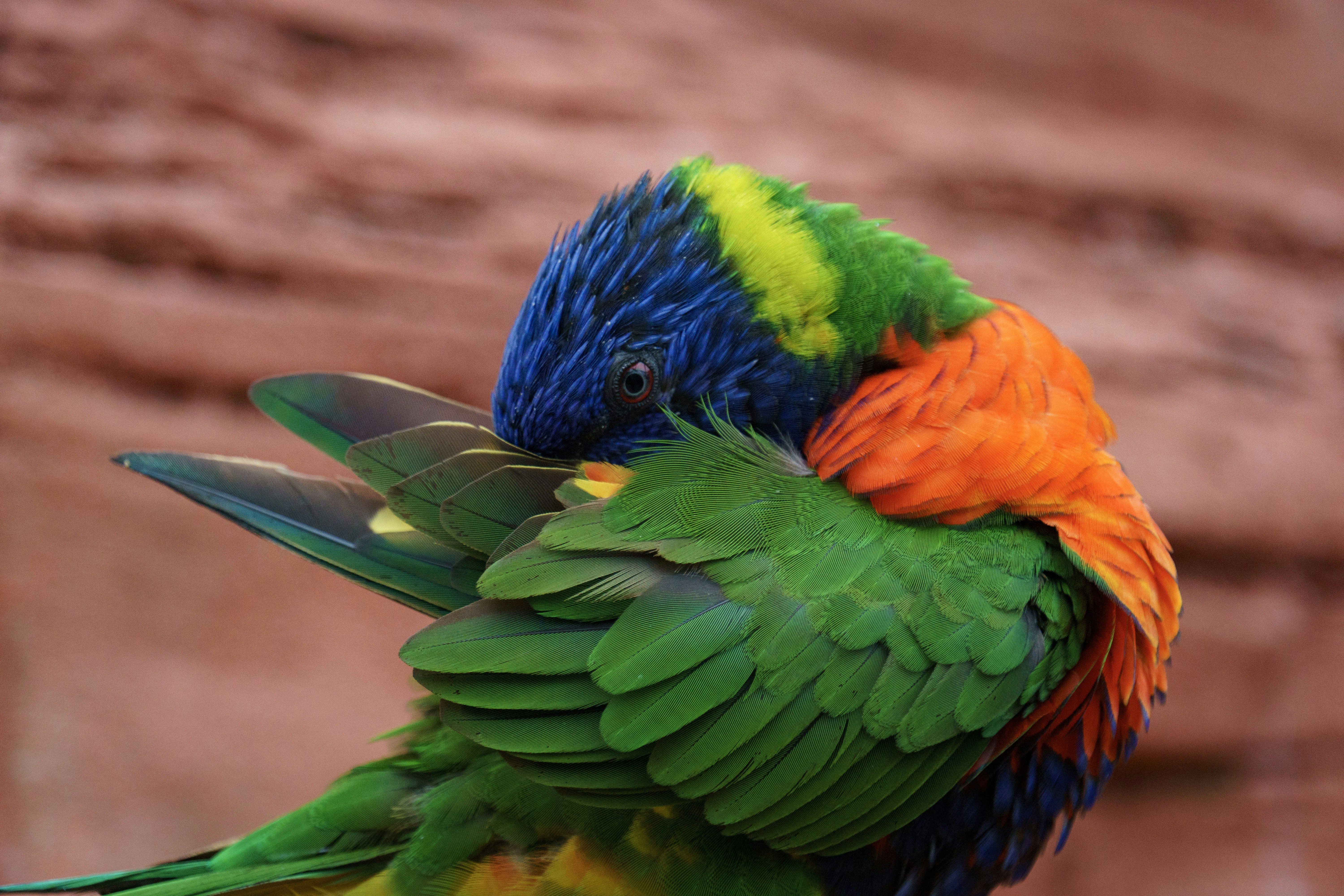 A colorful lorikeet bird preening its feathers