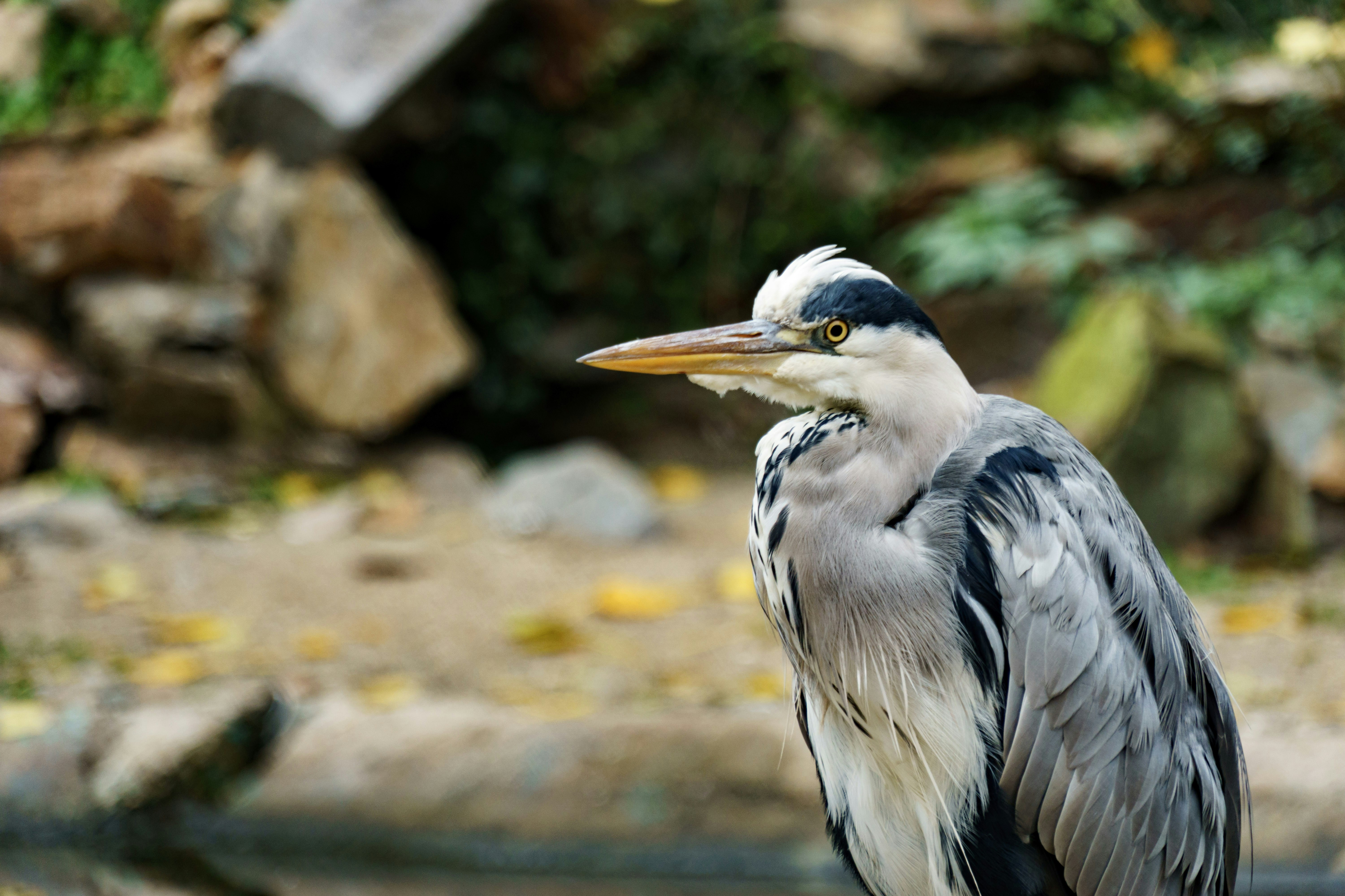 Photo by offermanstim