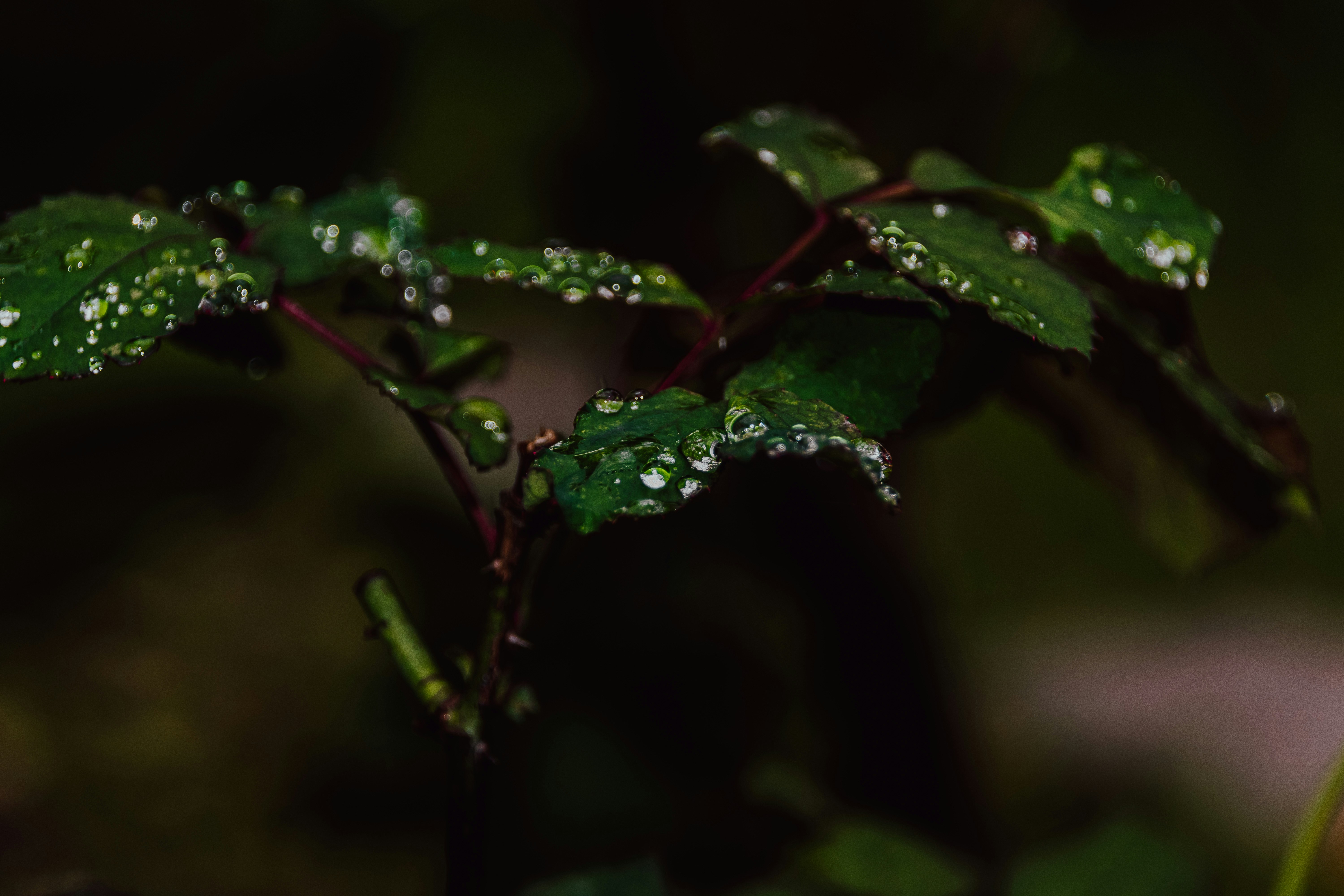 Photo by skstrannik