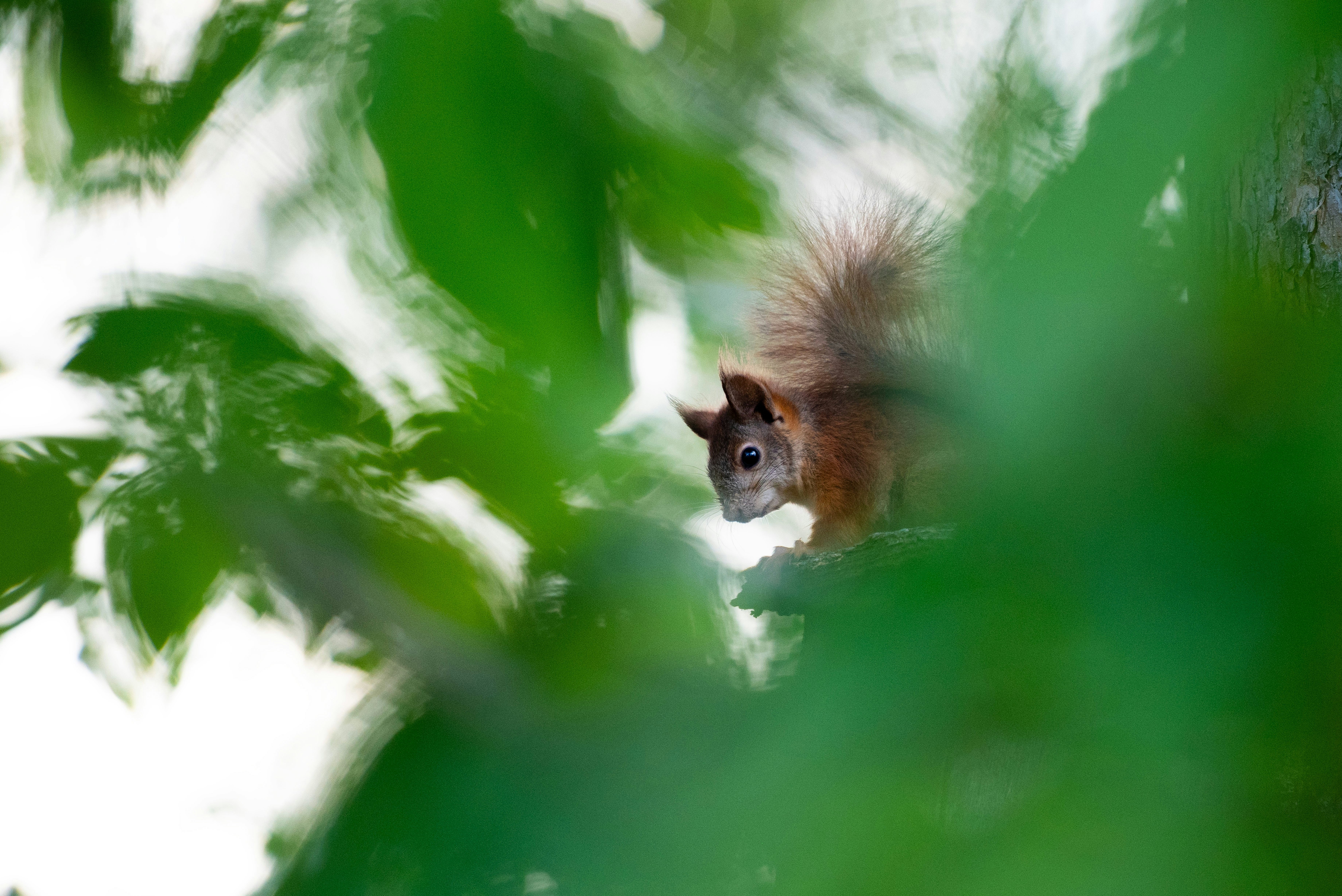 A squirrel peeks through green leaves on a branch.