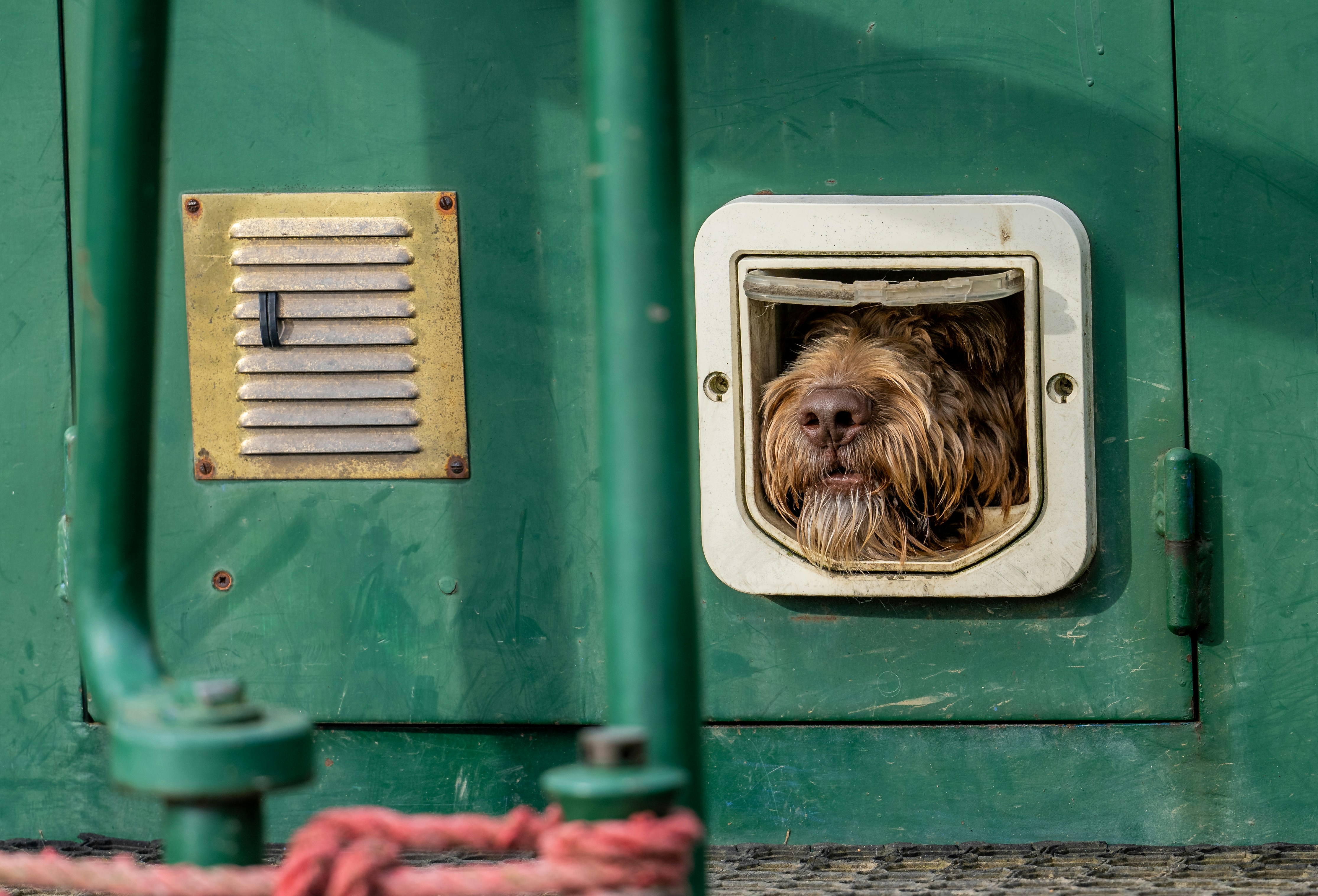 A shaggy dog peeks through a pet door.