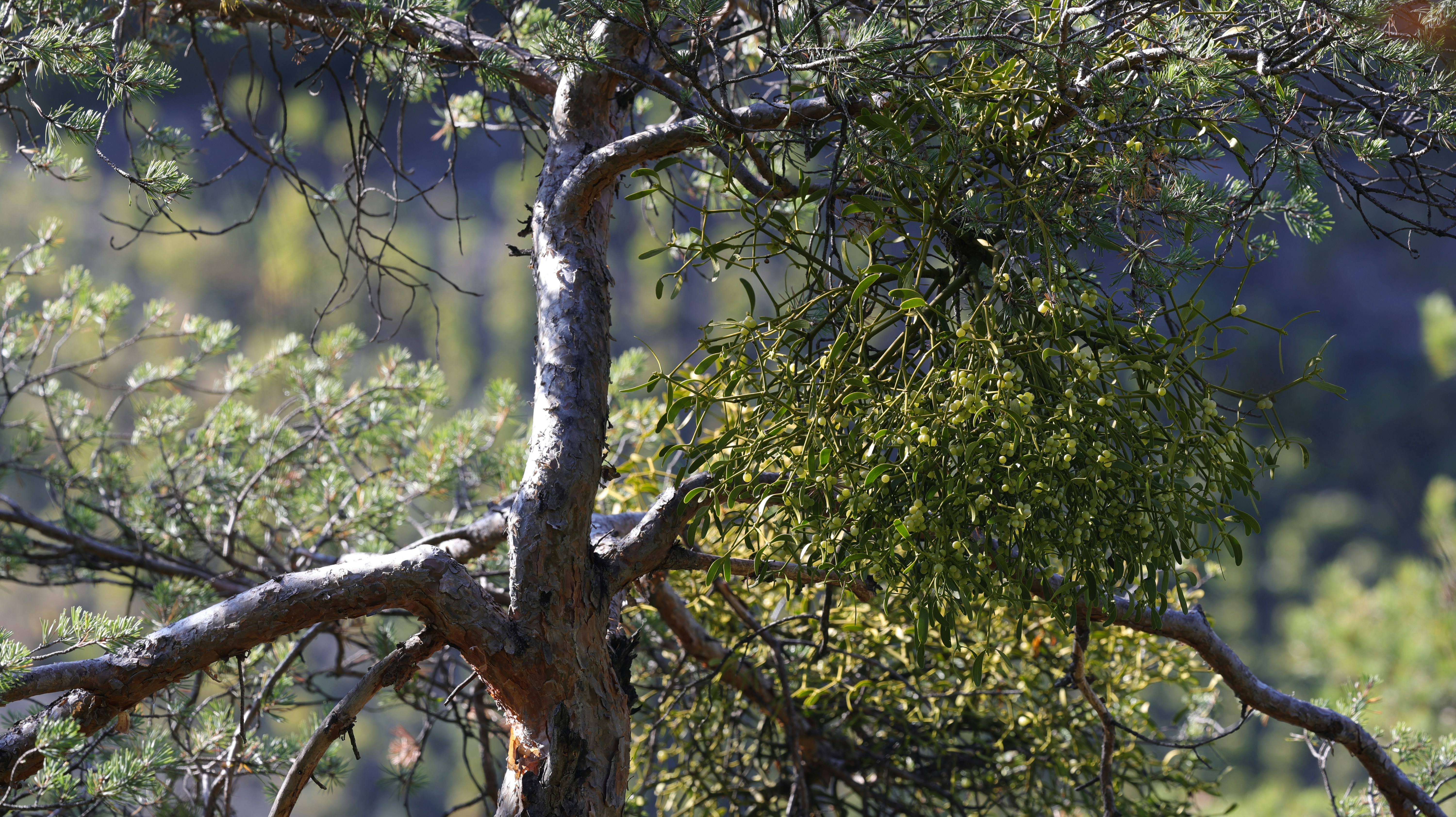 Photo by valomukitse