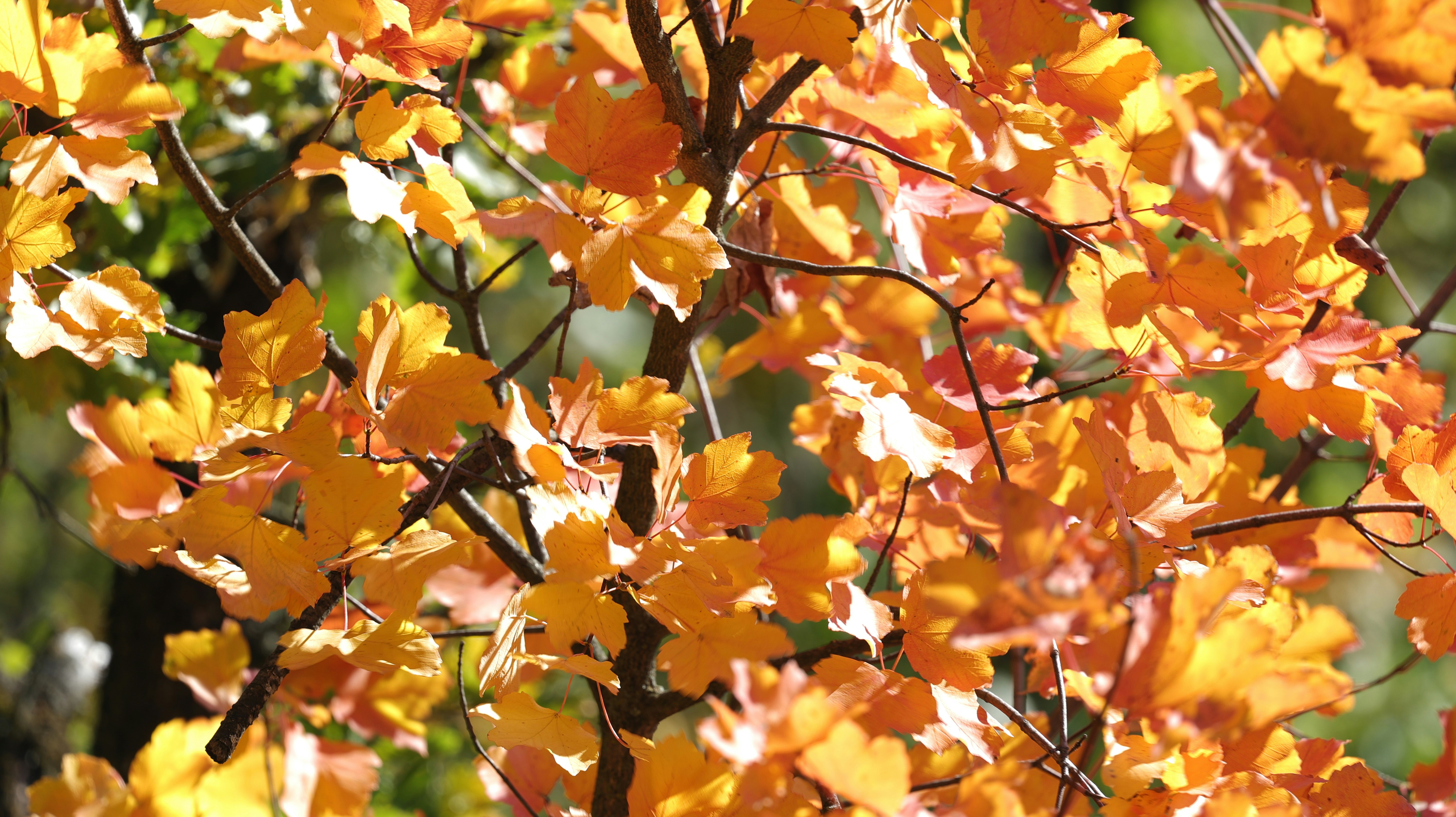 Photo by valomukitse