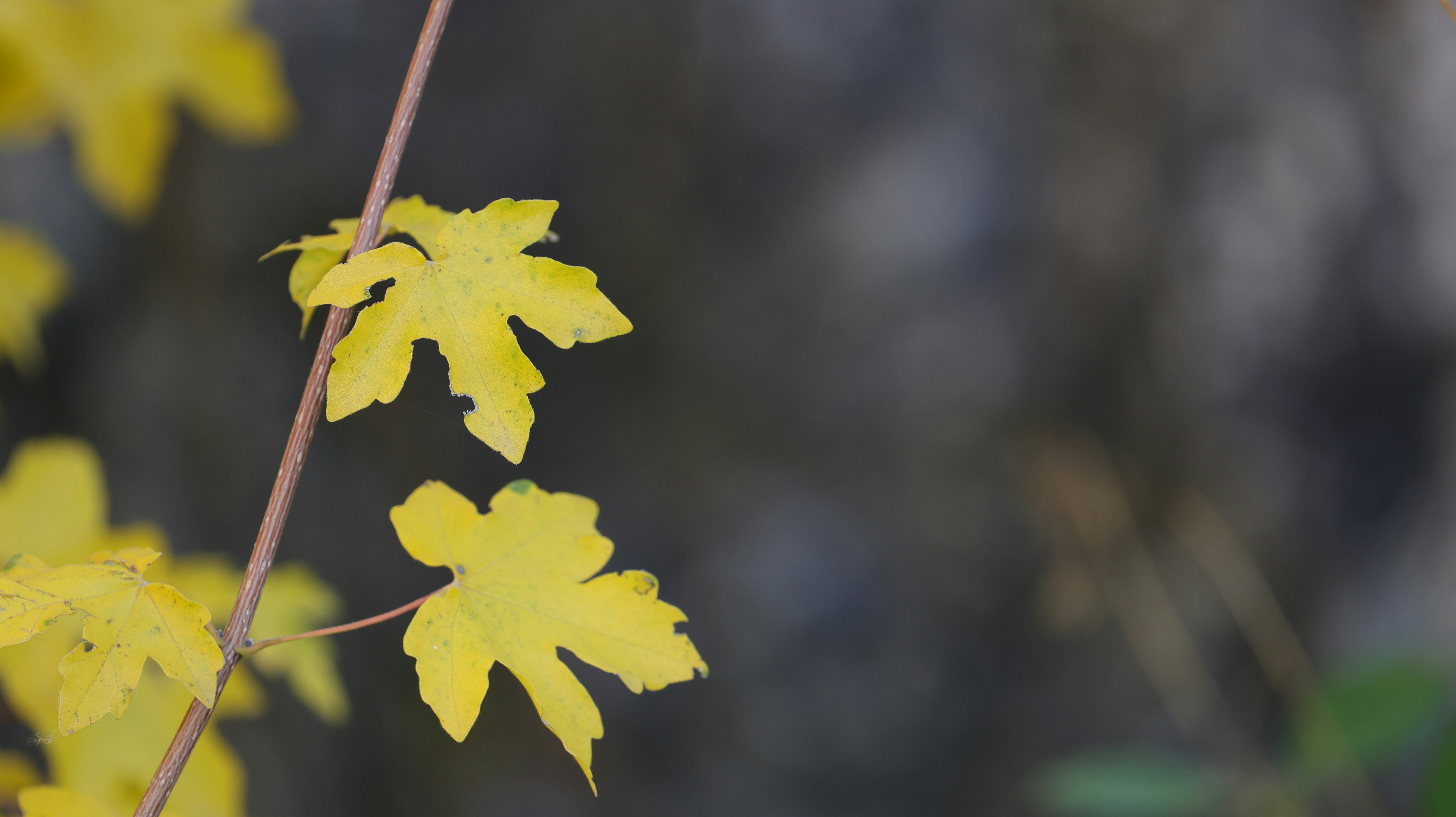 Photo by valomukitse