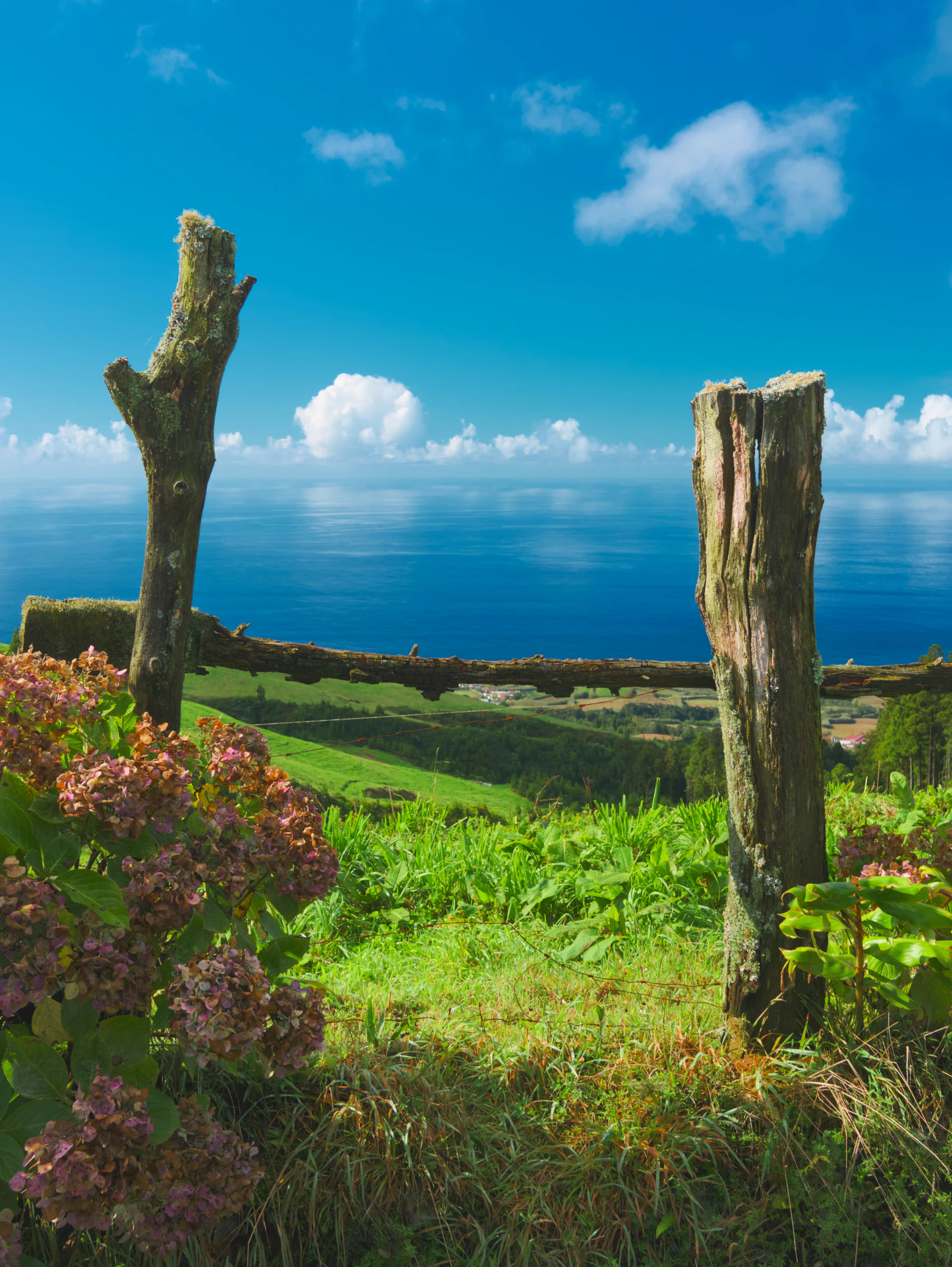 Hortenzie nad oceánem