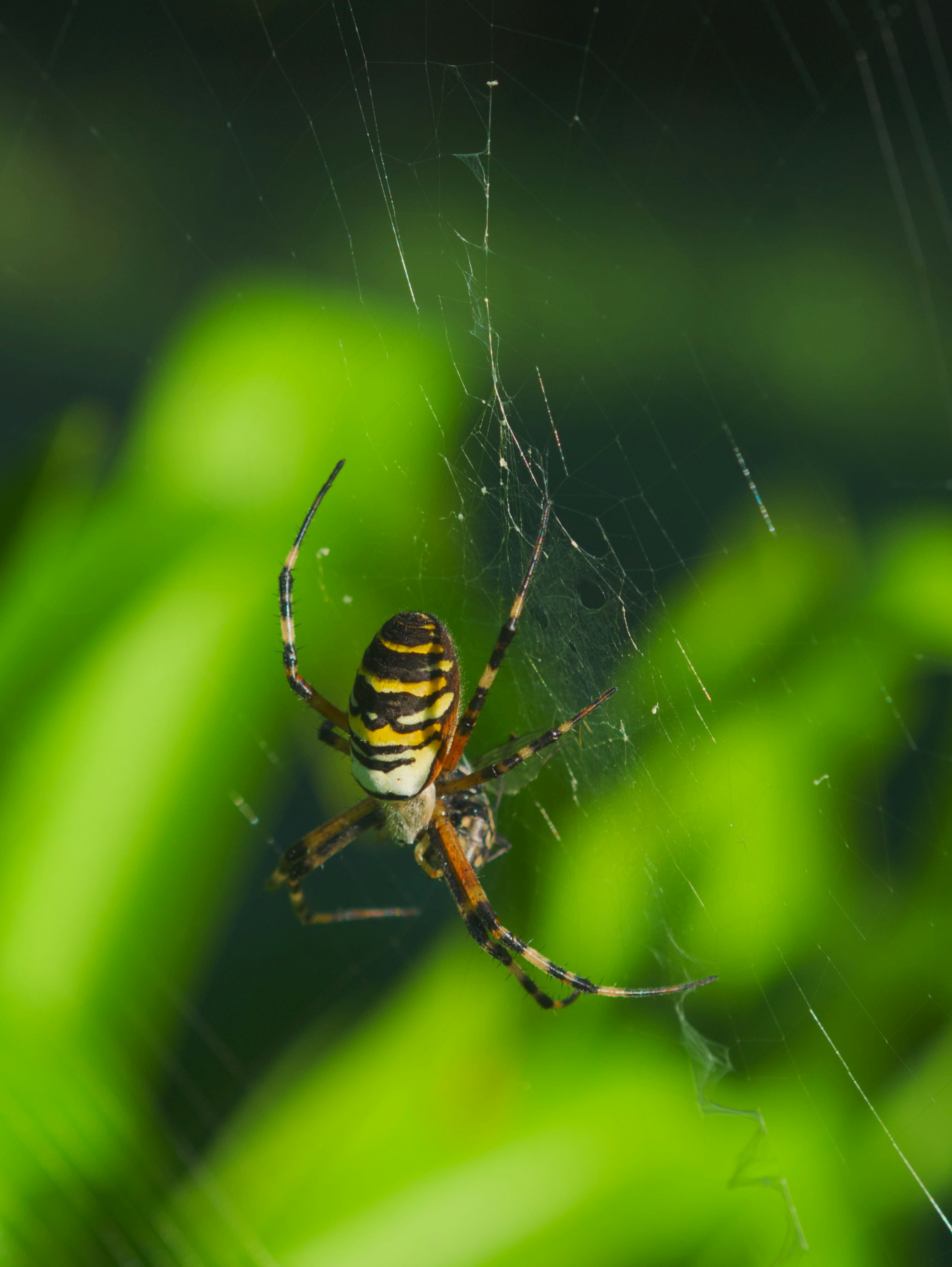 Photo by speeddragon35