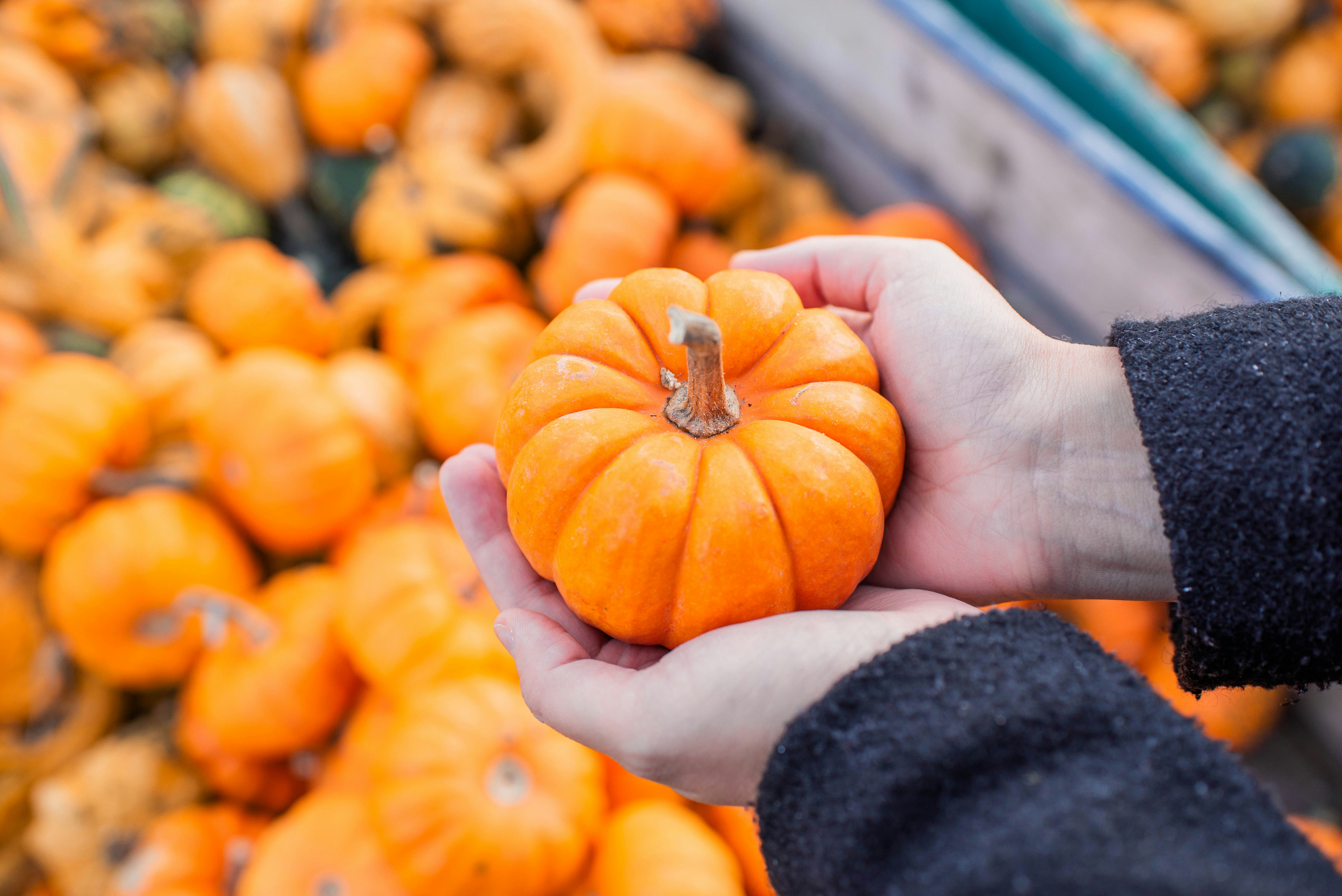 Hands holding a small pumpkin with others in a pile