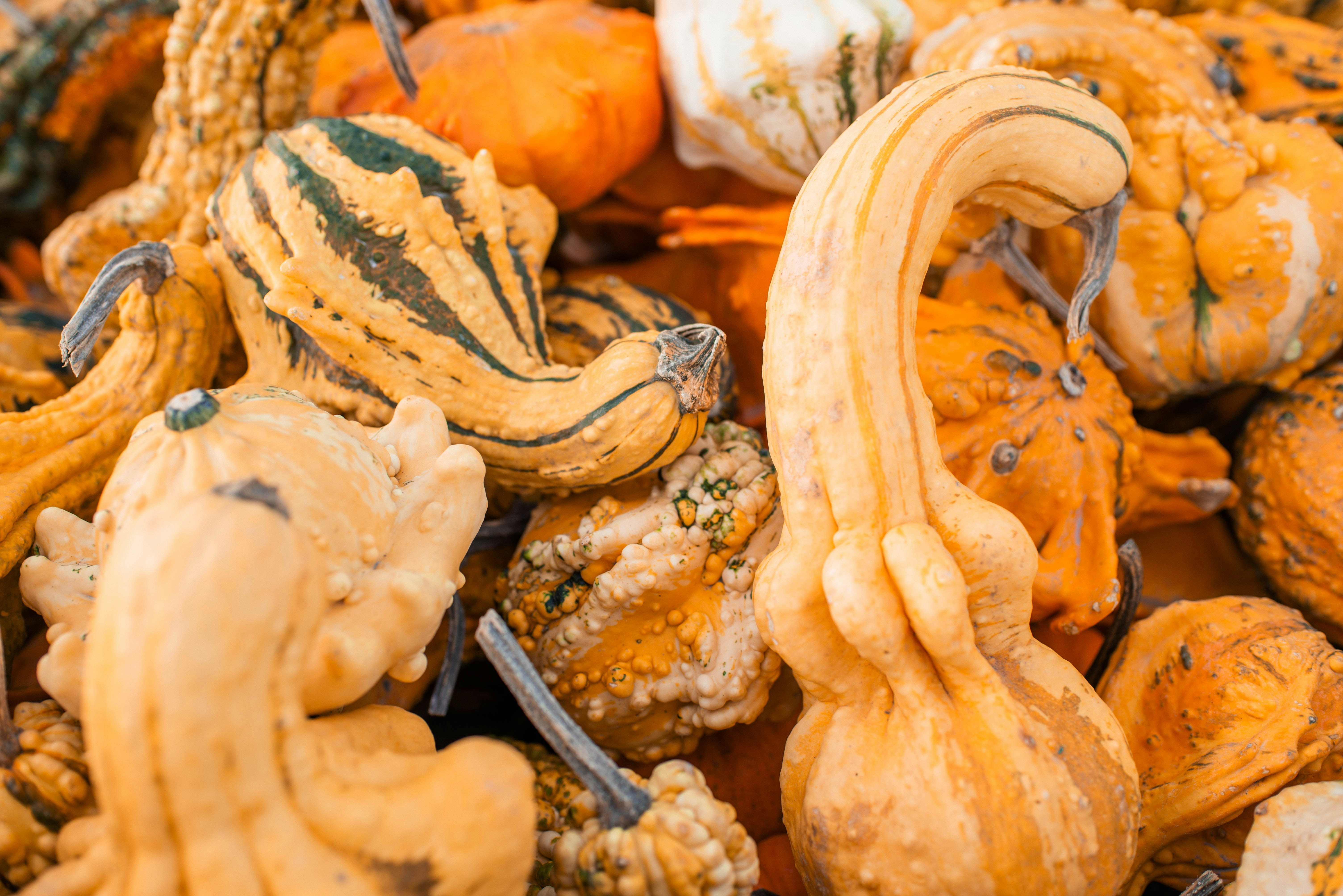 A pile of colorful gourds and pumpkins