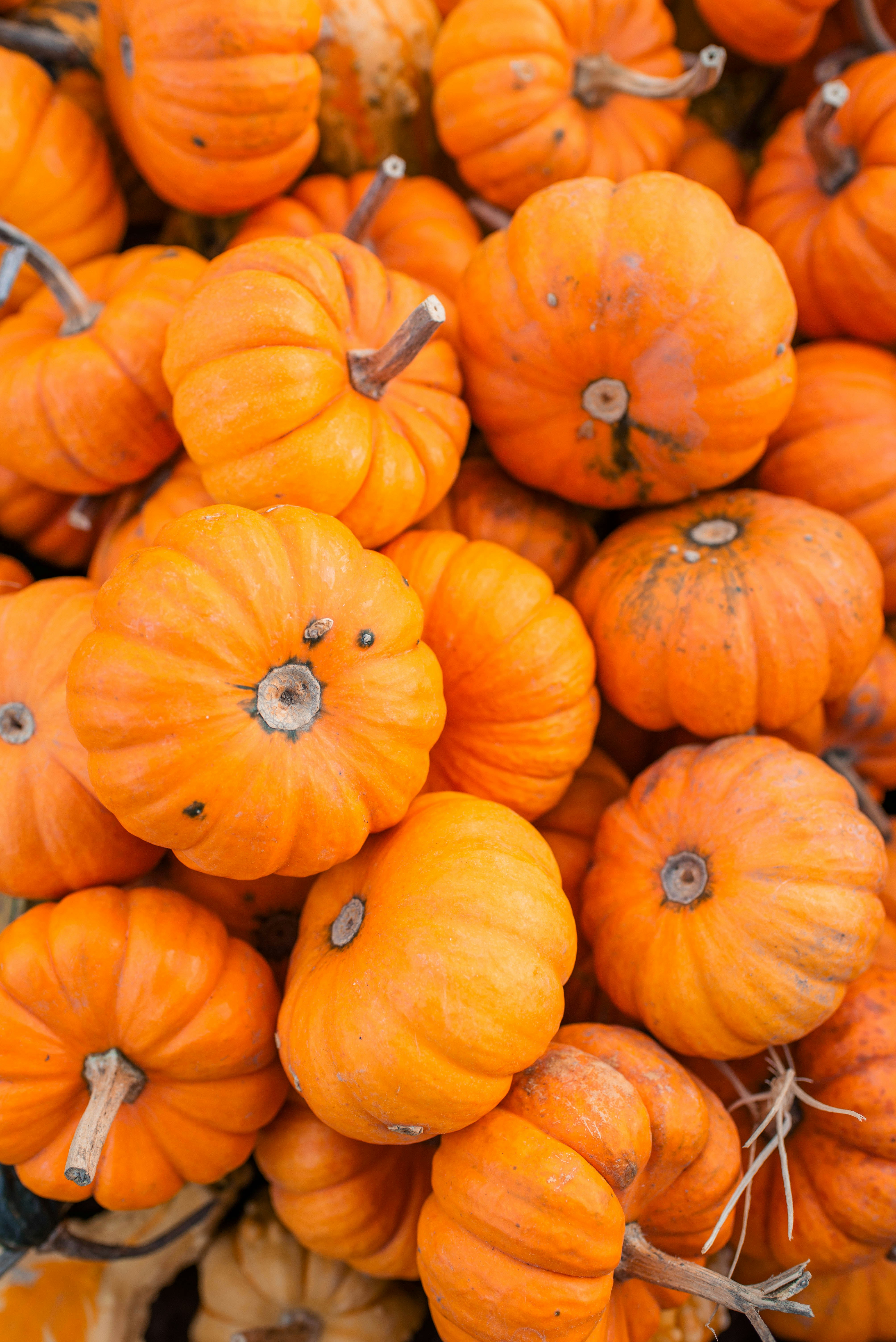 A pile of small, bright orange pumpkins