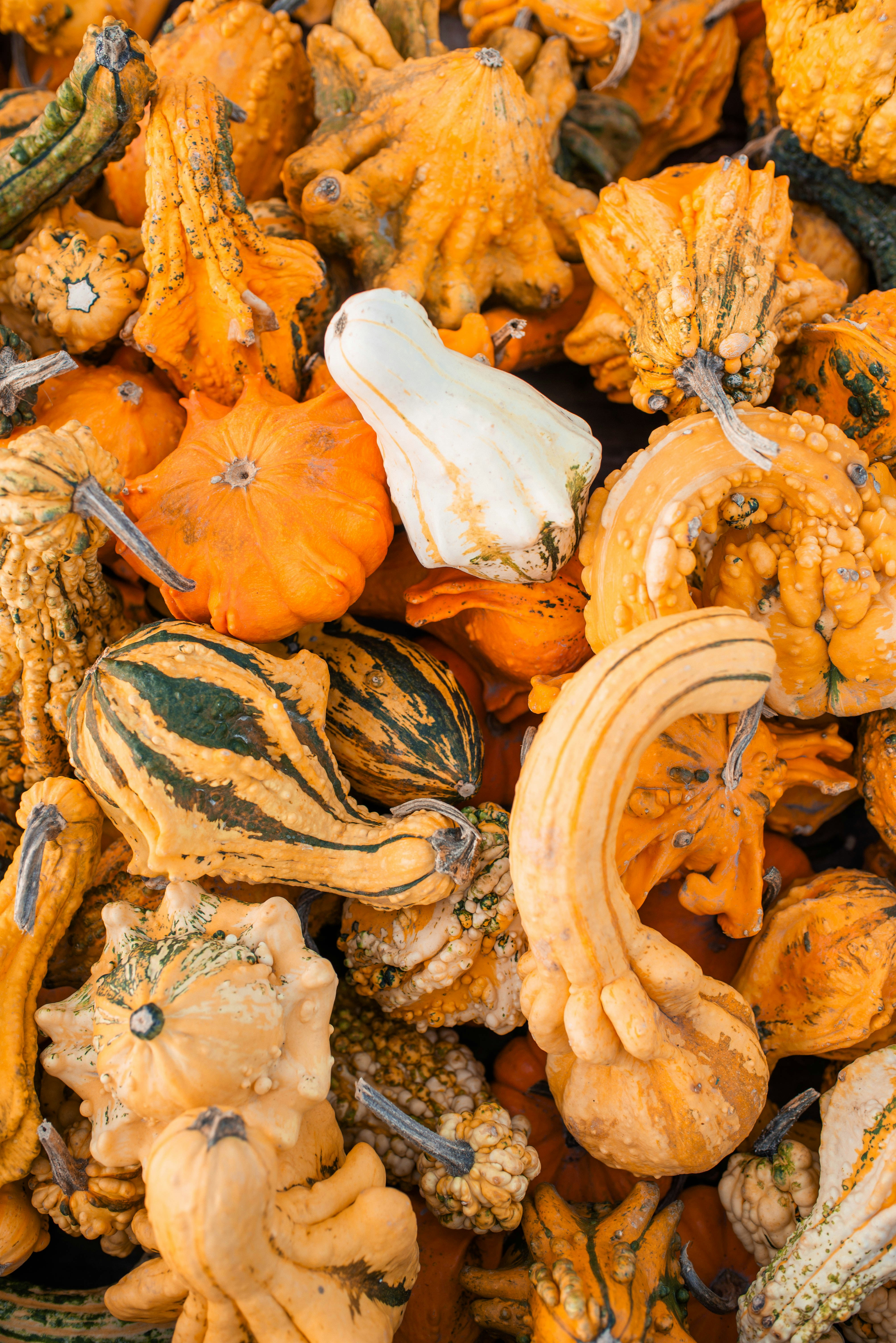 A pile of assorted gourds in various shapes and colors.