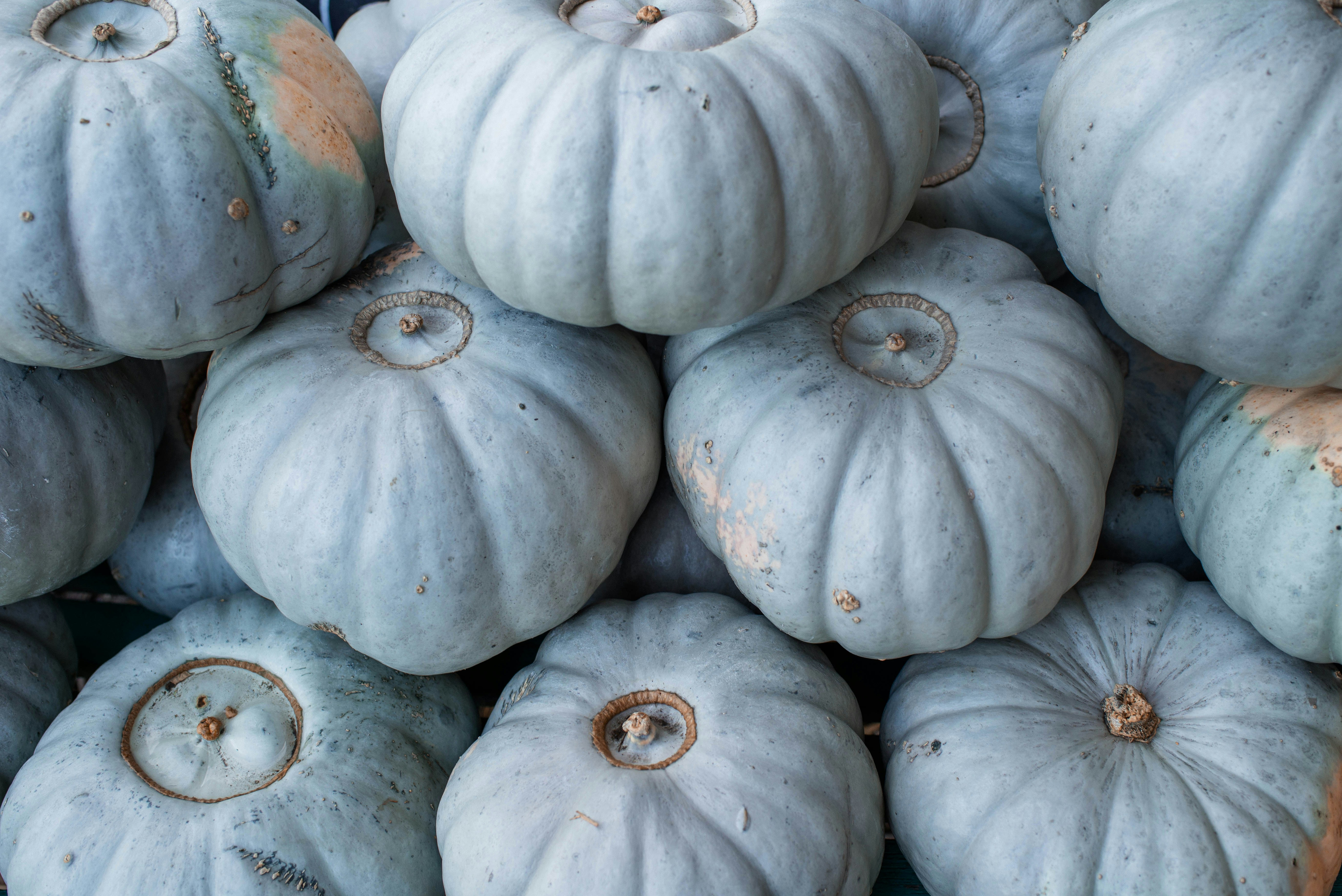 A pile of pale blue pumpkins