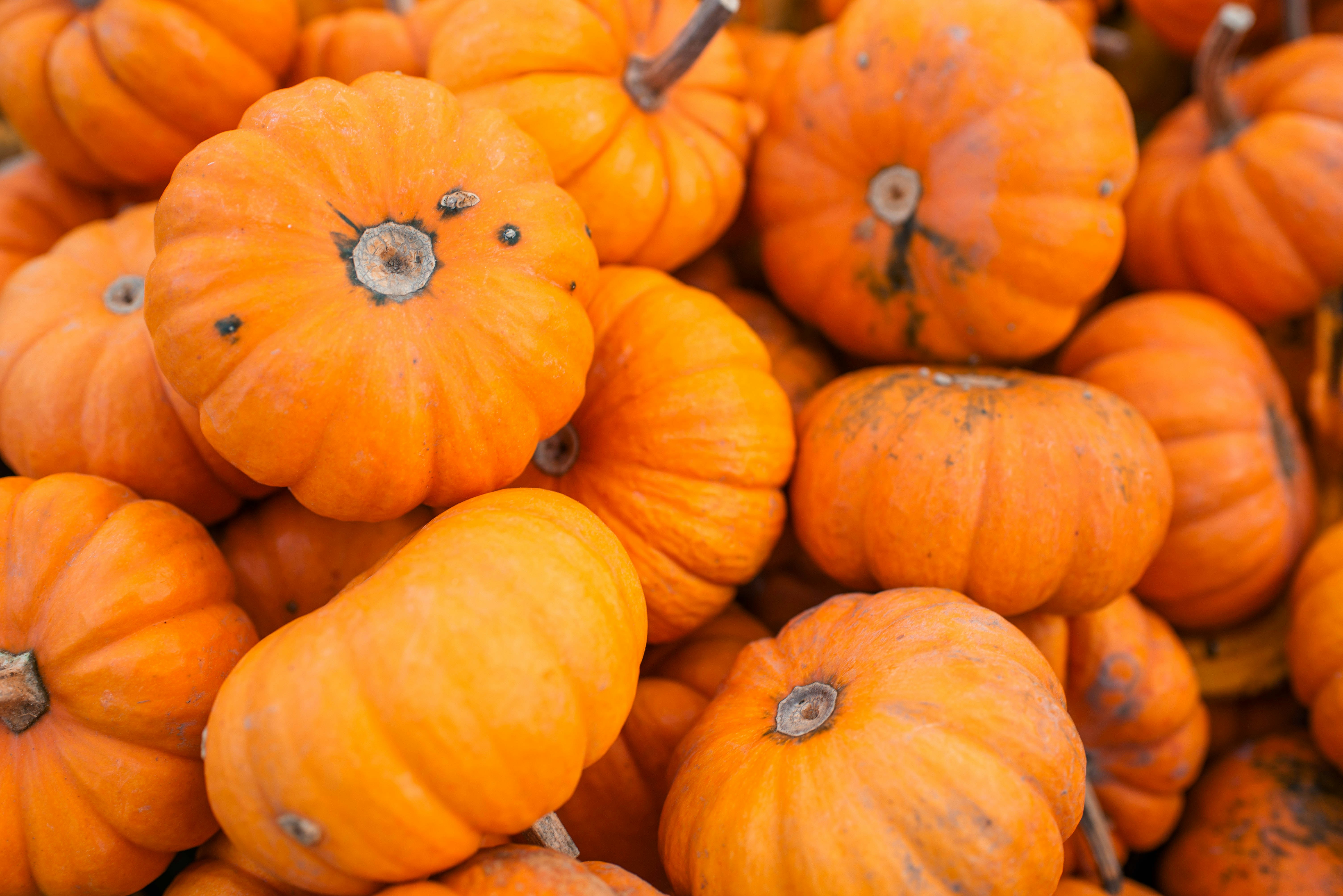 A pile of small, bright orange pumpkins.