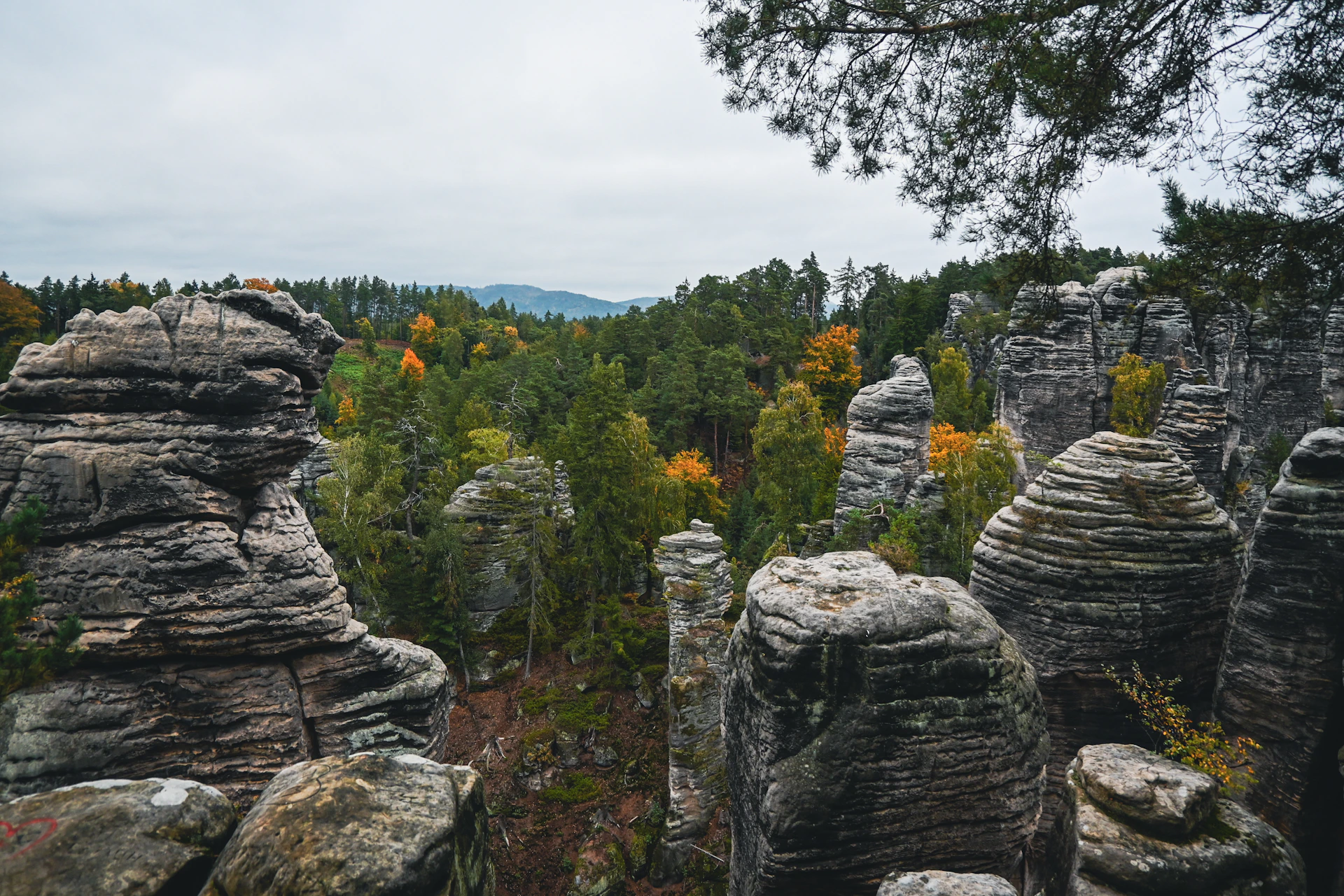 Rocky forest landscape with autumn trees and pine trees