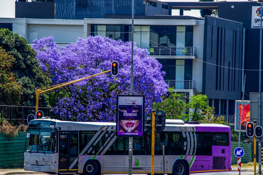 A city bus passing a jacaranda in bloom