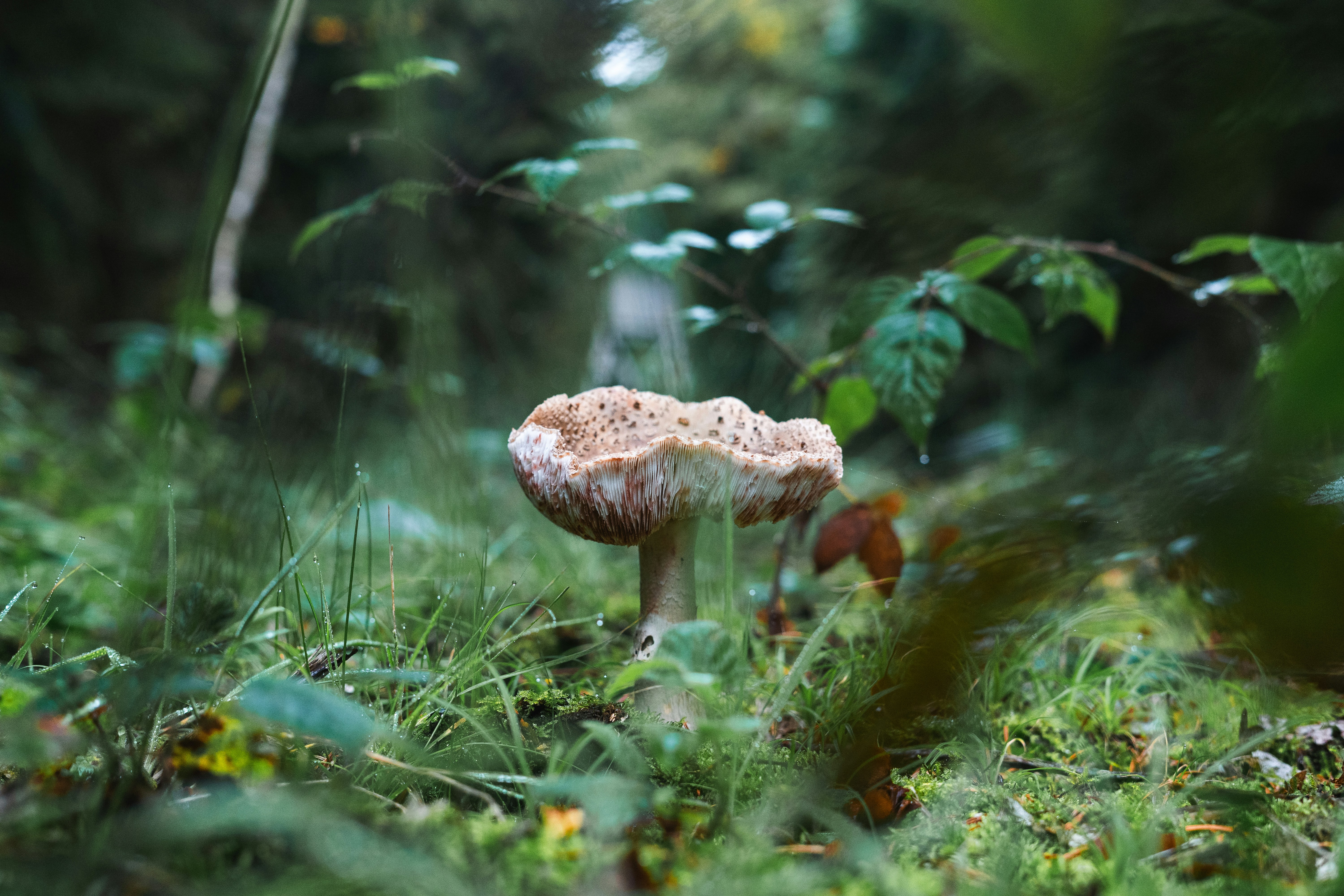 photo-1760527171635-b4f8186ddda9