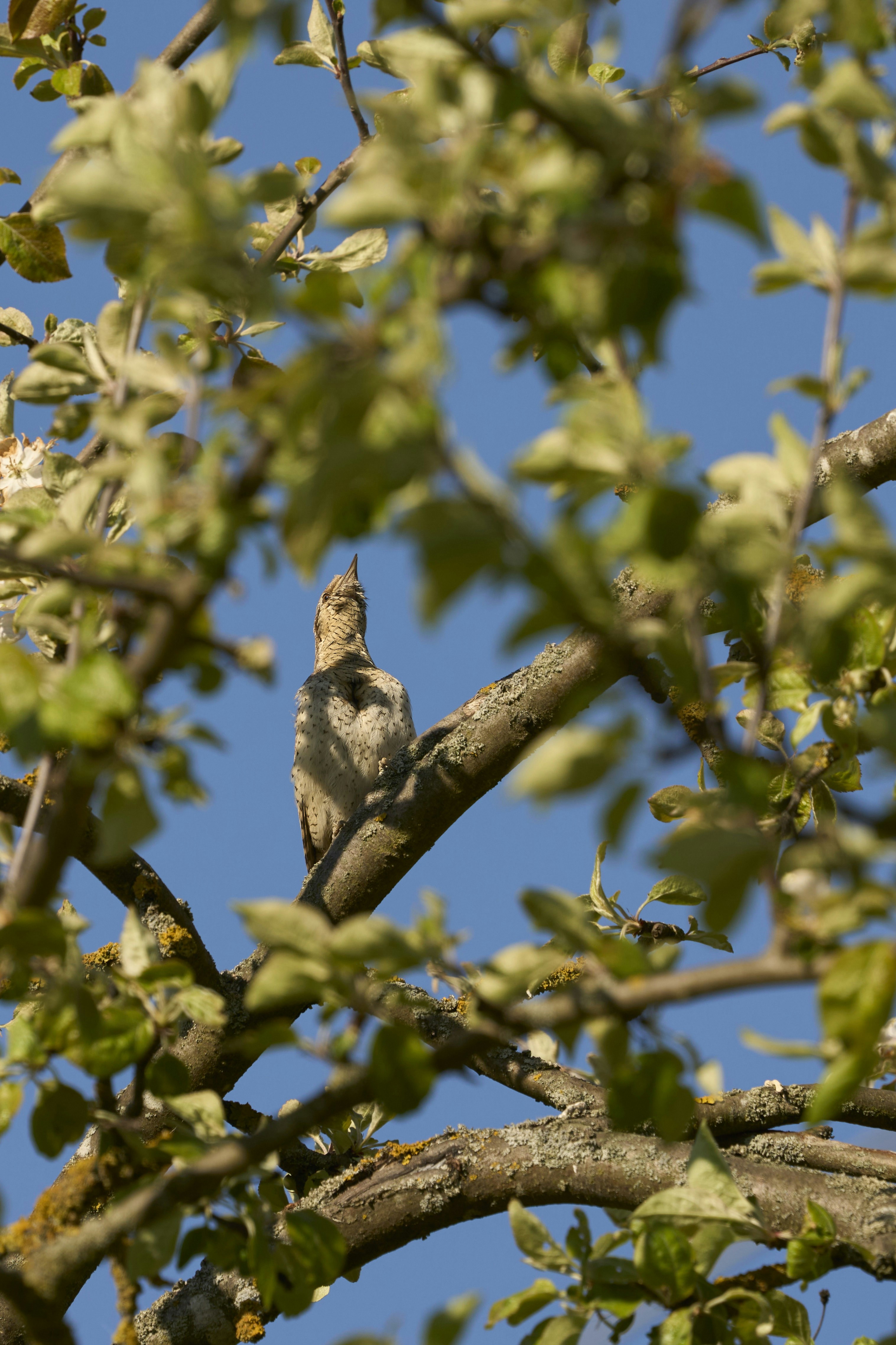 Photo by wolfgang_hasselmann