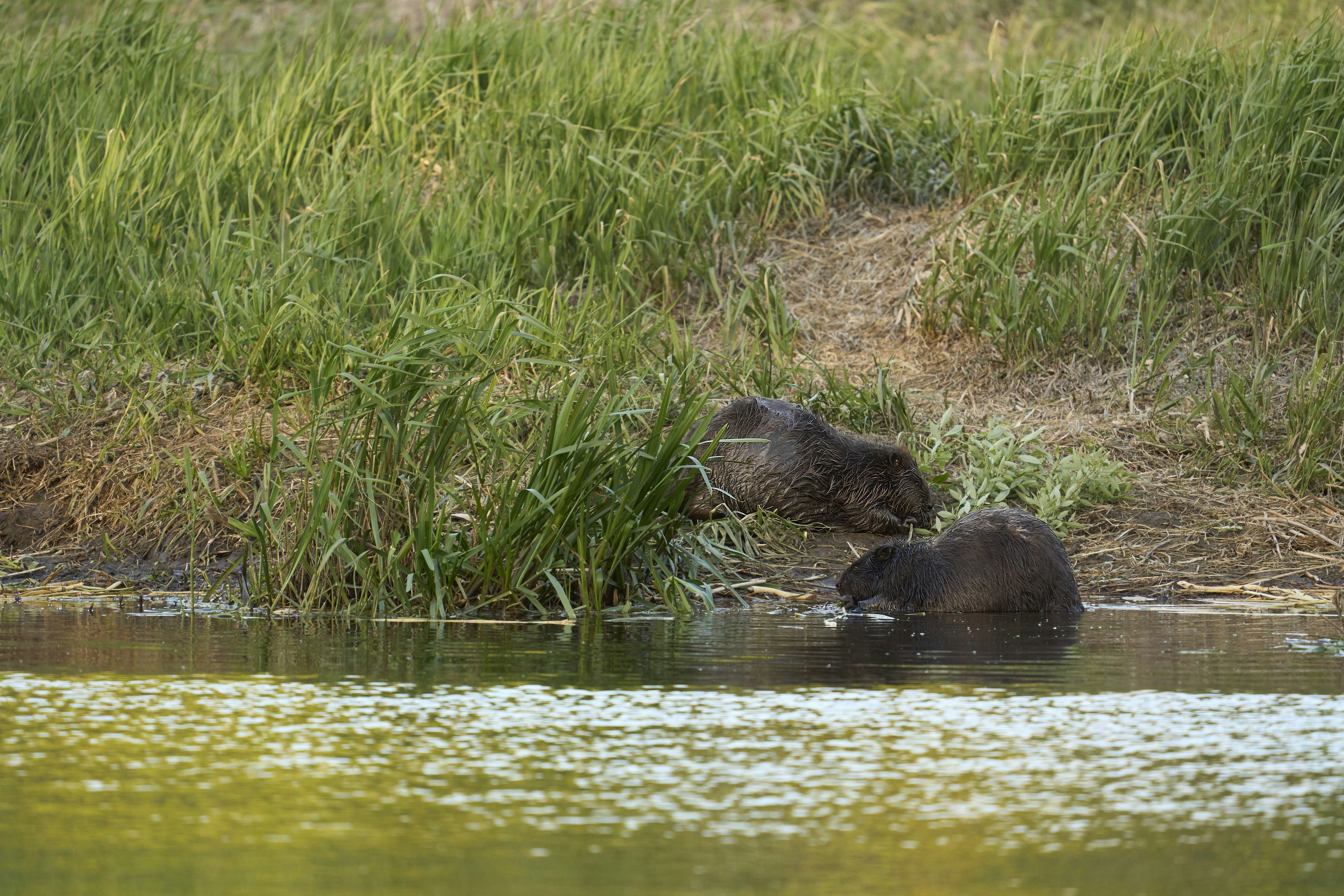 Photo by wolfgang_hasselmann