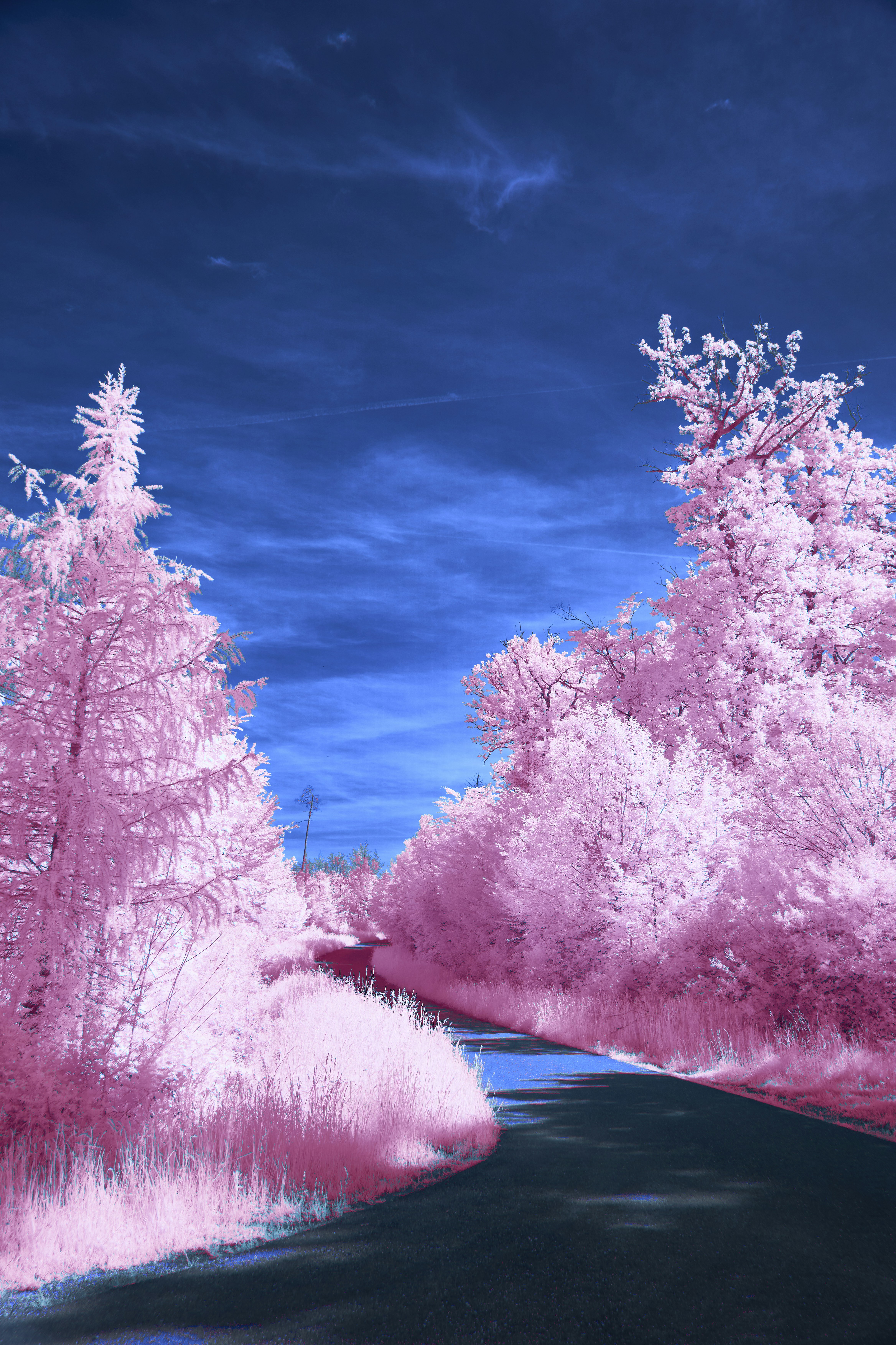 Pink trees line a dark path under a blue sky.