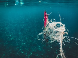 Fishing lure tangled in ocean plastic debris