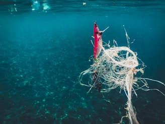 Fishing lure tangled in ocean plastic debris