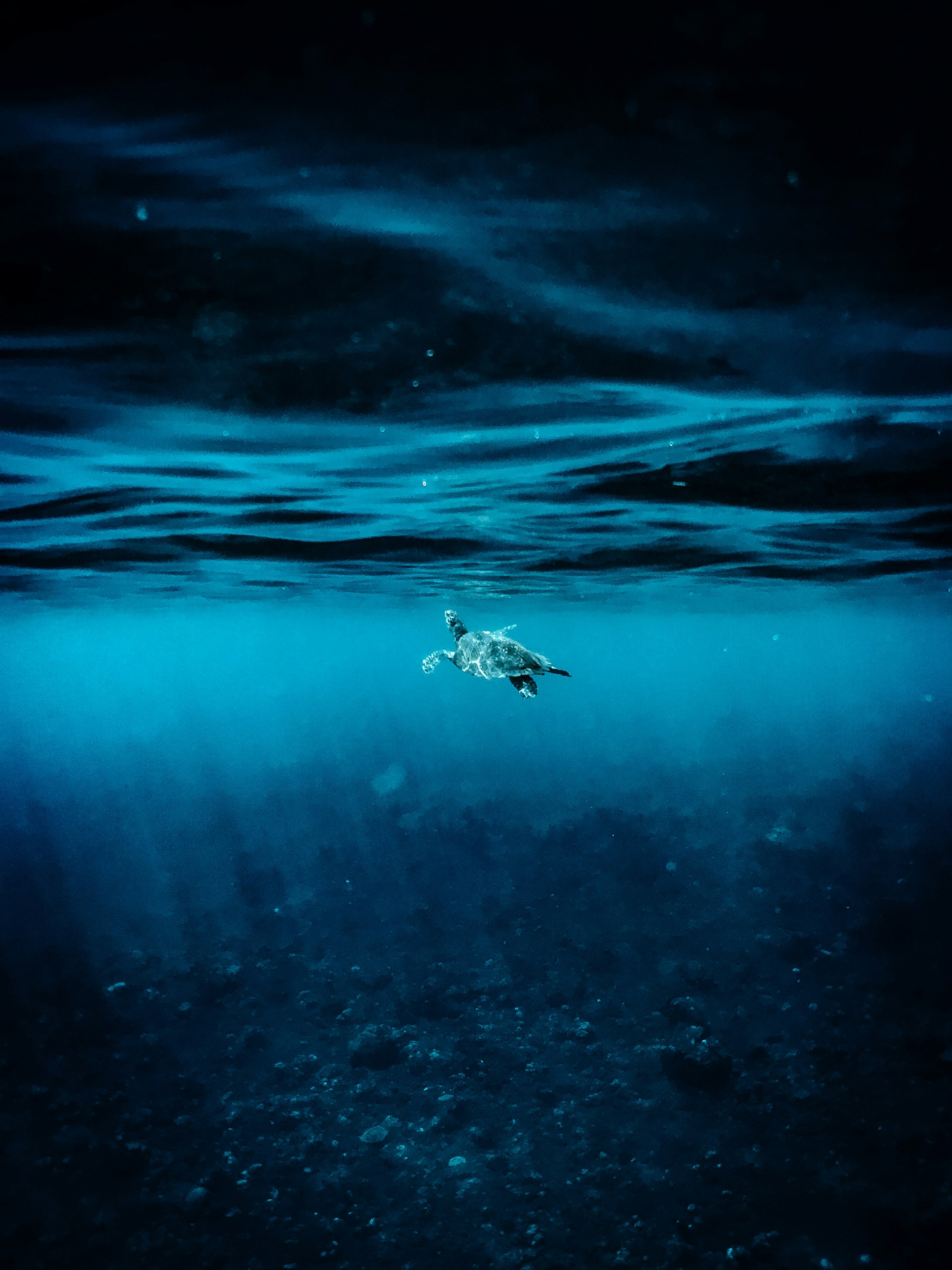 Una tortuga marina nada en el agua azul profundo del océano