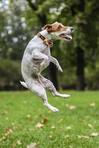 A jack russell terrier jumps in a park.