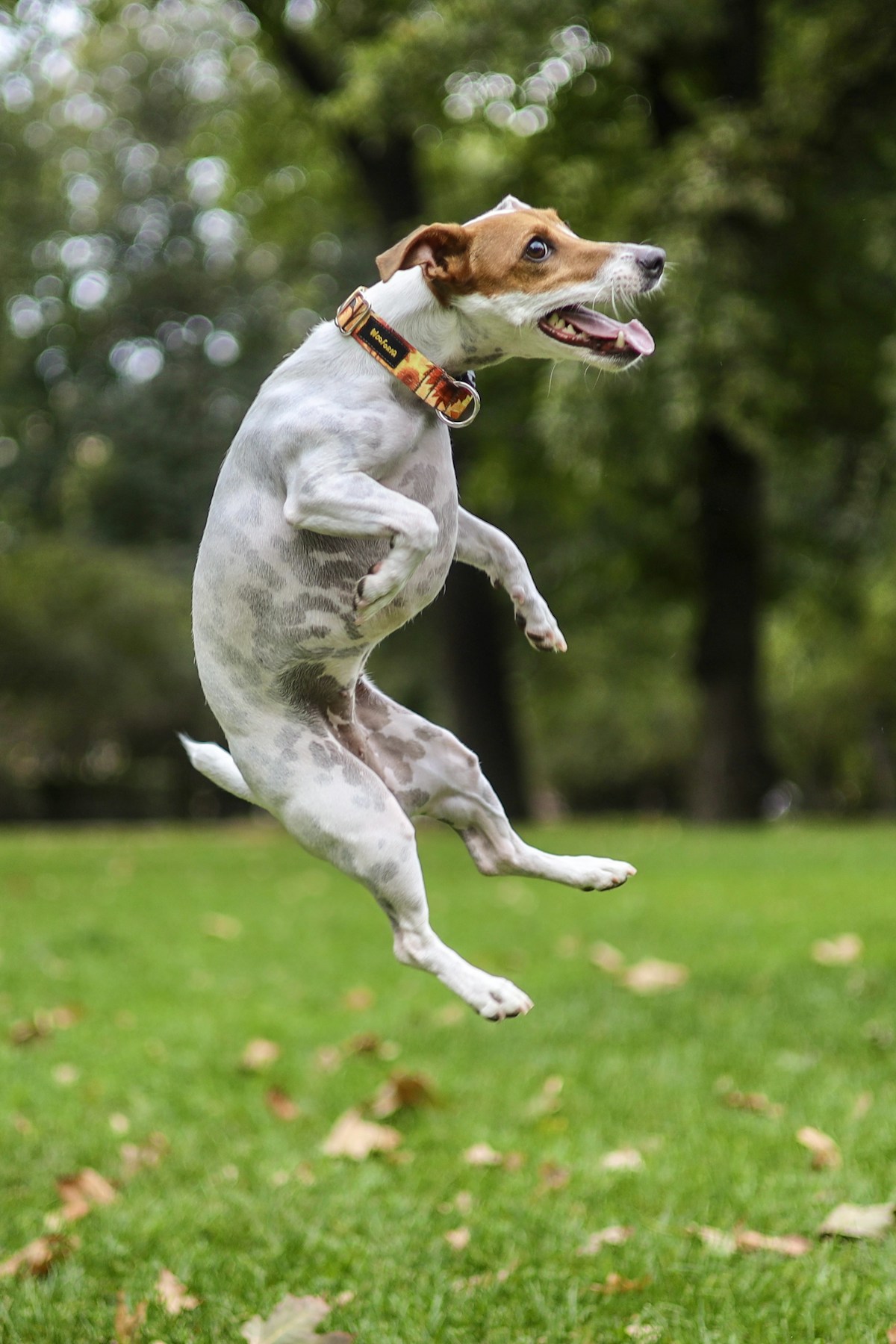 Jack Russell Terrier pulando alto na grama de um parque, com árvores ao fundo