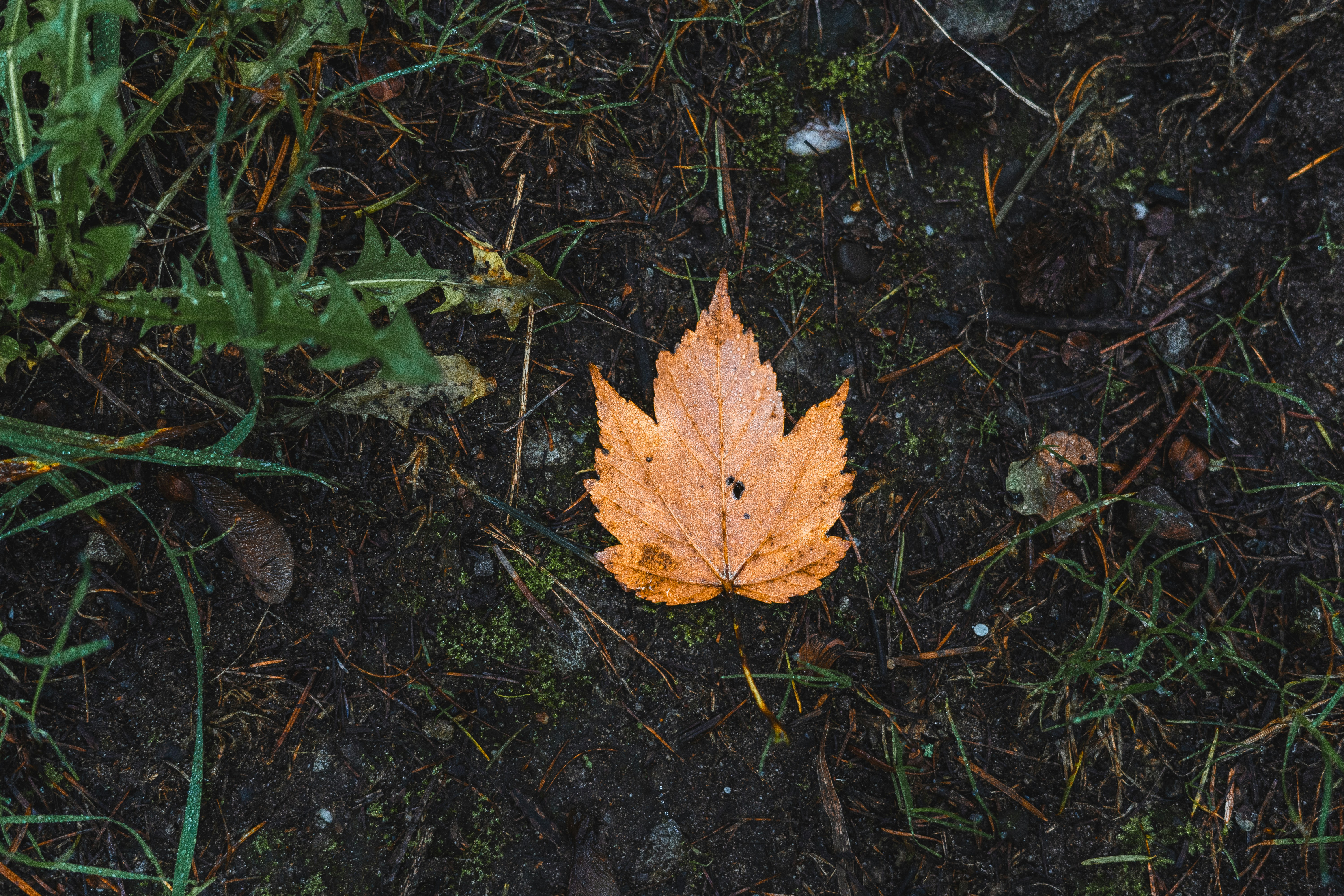 A single orange leaf on dark, damp ground.