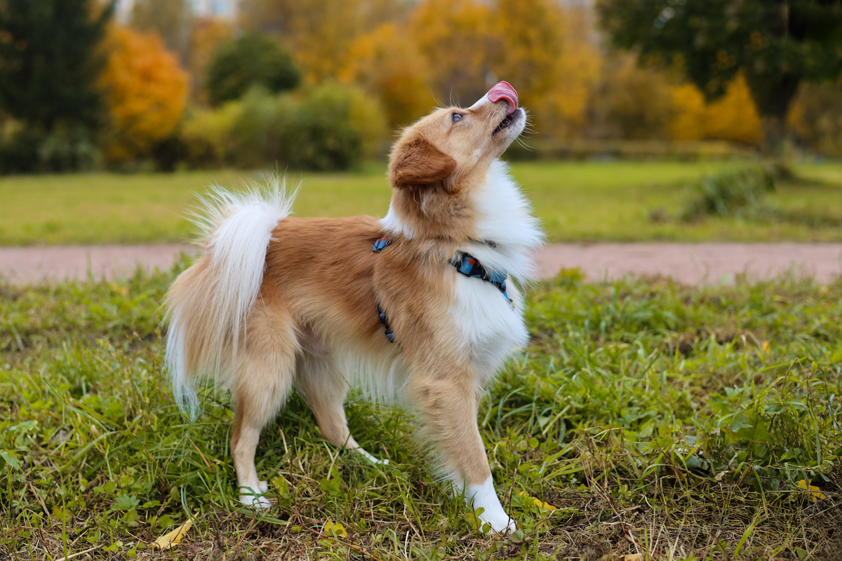 A cute puppy playing in the grass