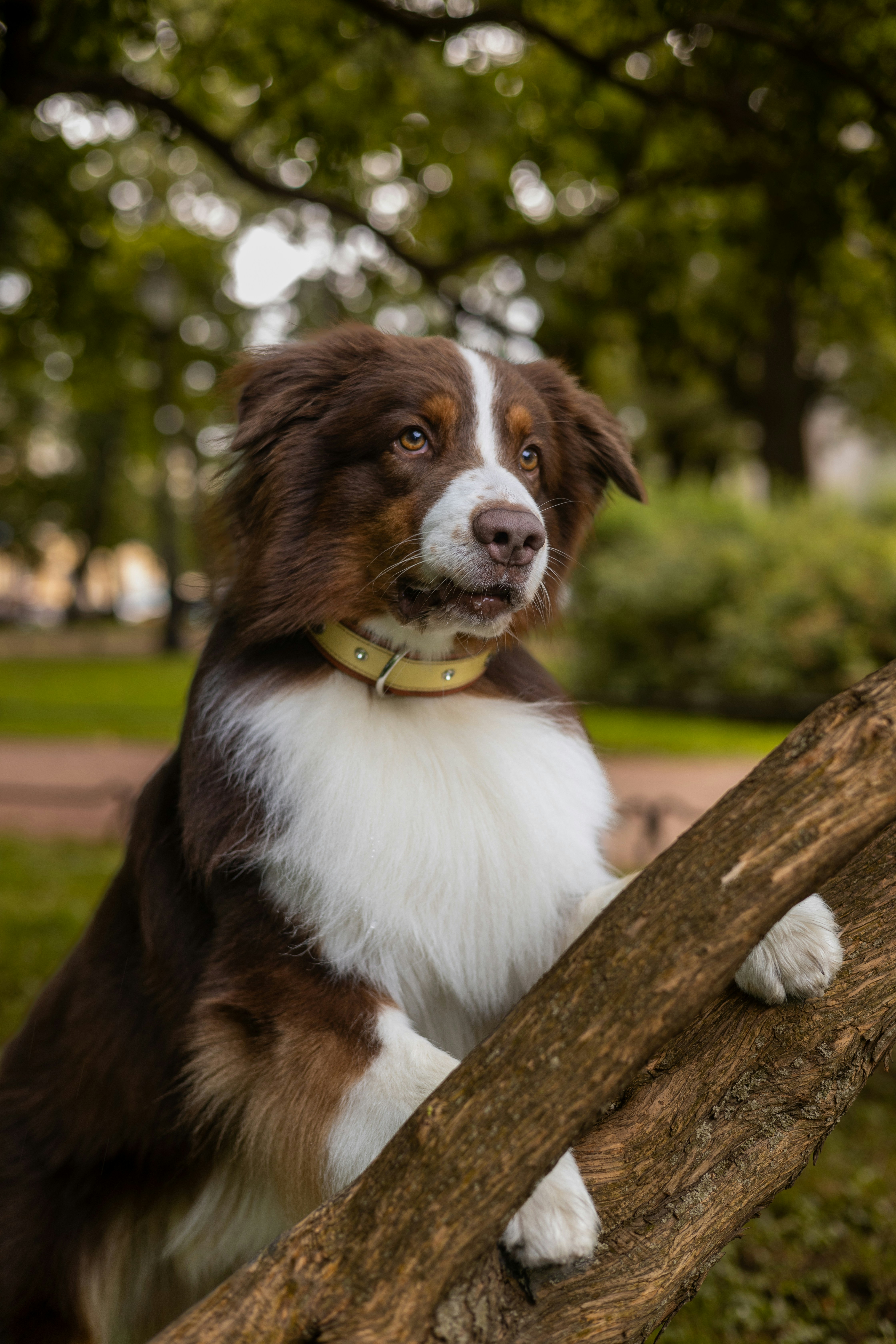 Un cane marrone e bianco su un ramo di un albero